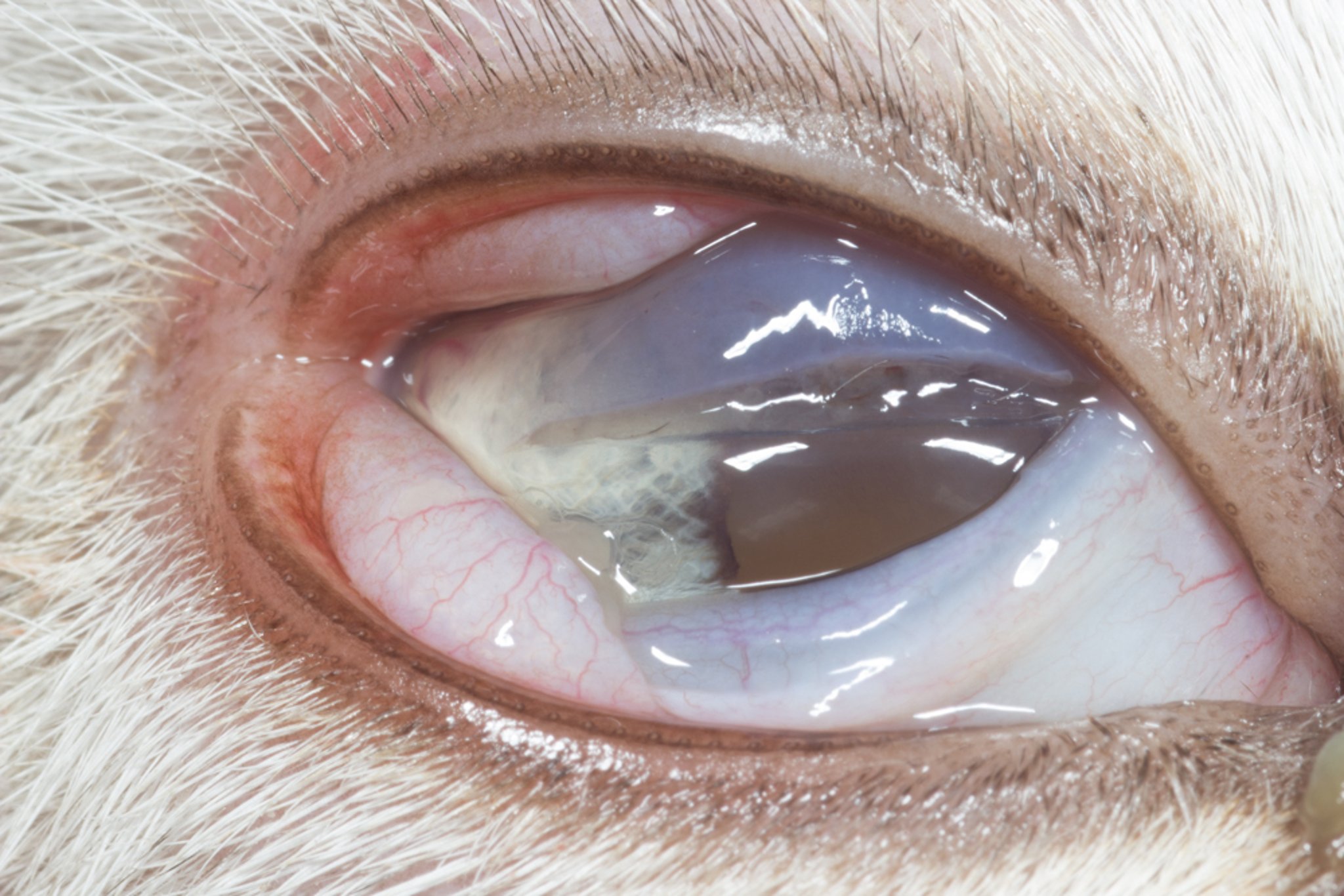 Laceración corneal de espesor total, gato