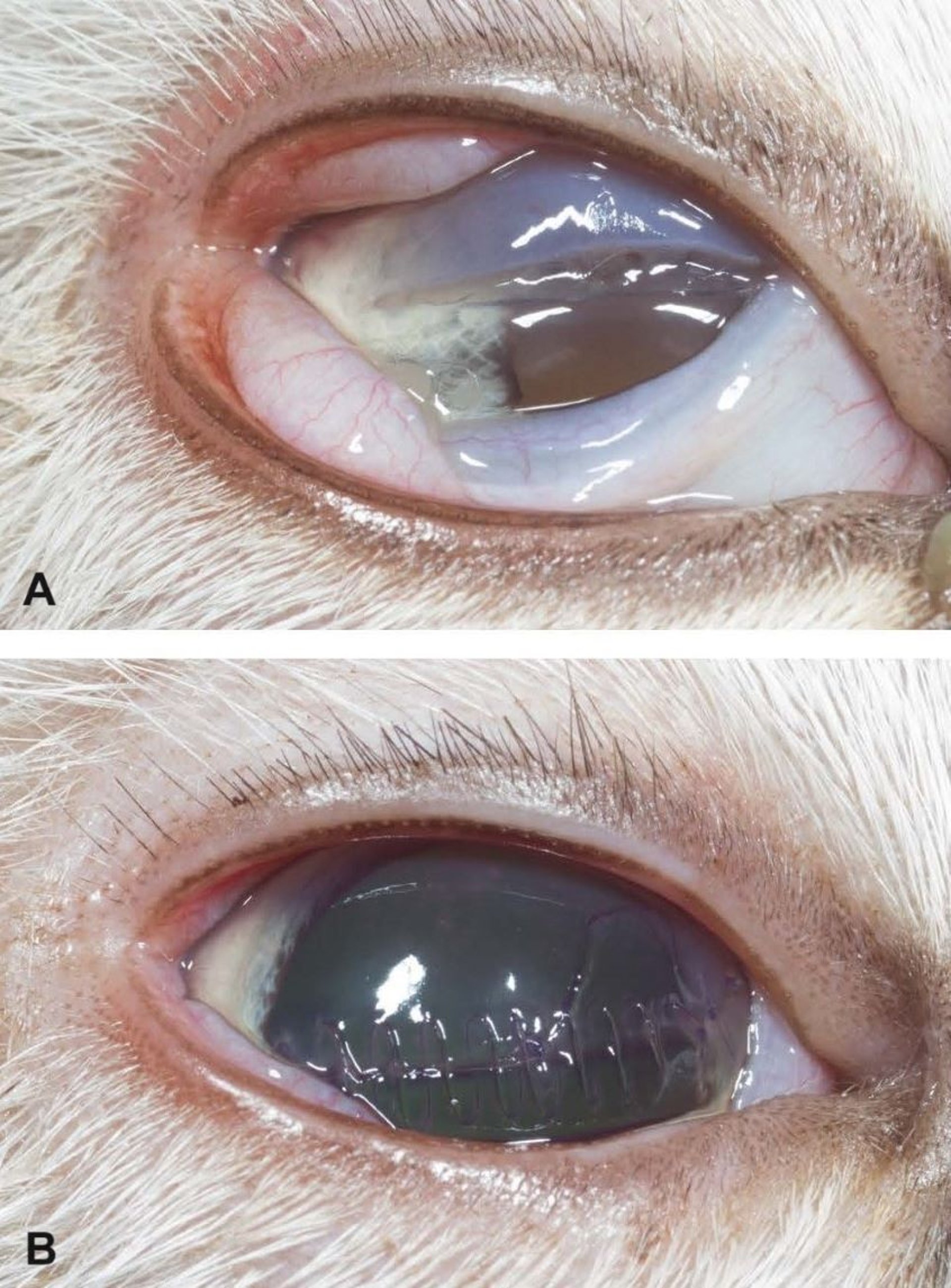 Full-thickness corneal laceration, cat