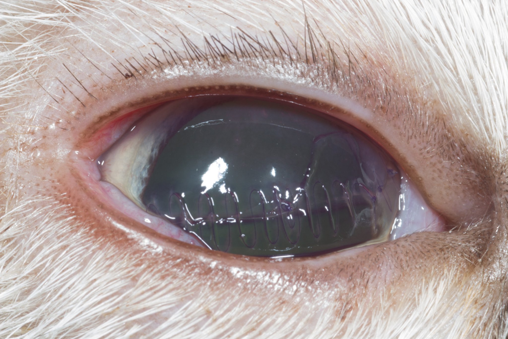 Laceración corneal de espesor total después del cierre quirúrgico primario, gato
