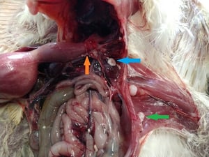 Fungal plaque and nodules, aspergillosis, turkey poult