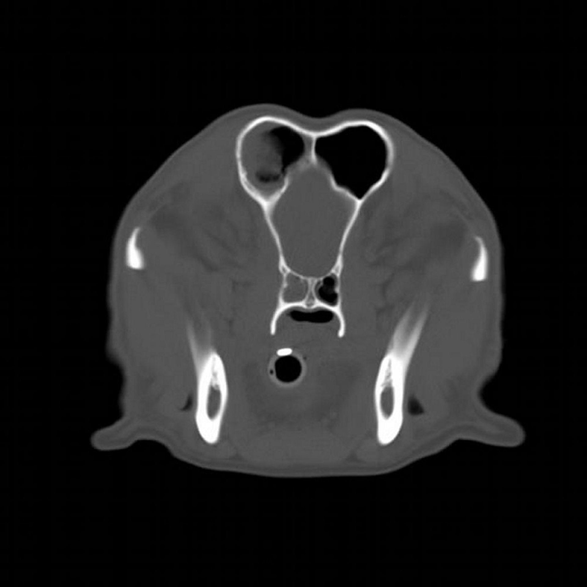 Sinusitis fúngica, TC, perro