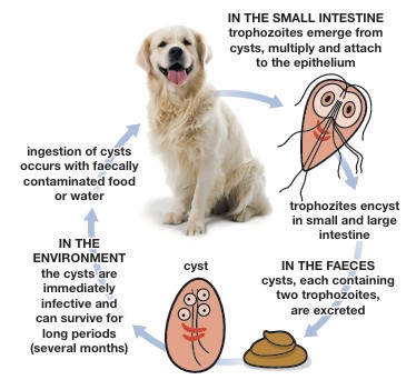 Giardiasis in Animals - Digestive System - MSD Veterinary Manual