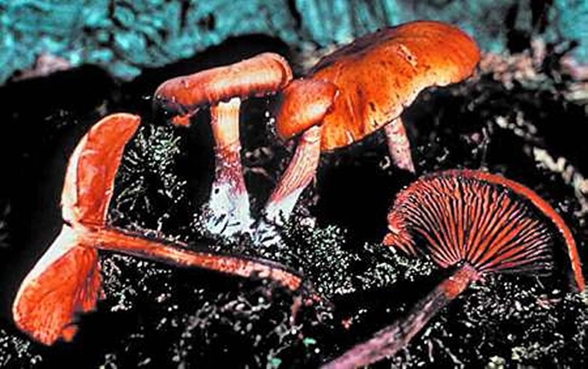 <i >Galerina marginata</i>