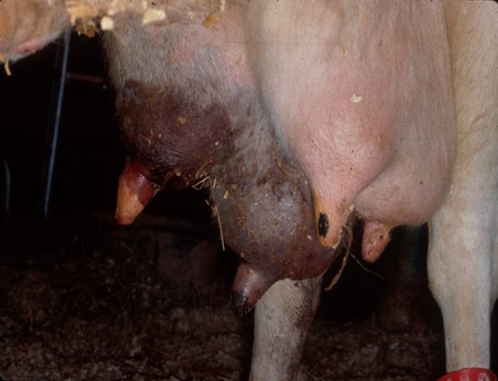 Gangrenous mastitis caused by <i >S aureus</i>, cow