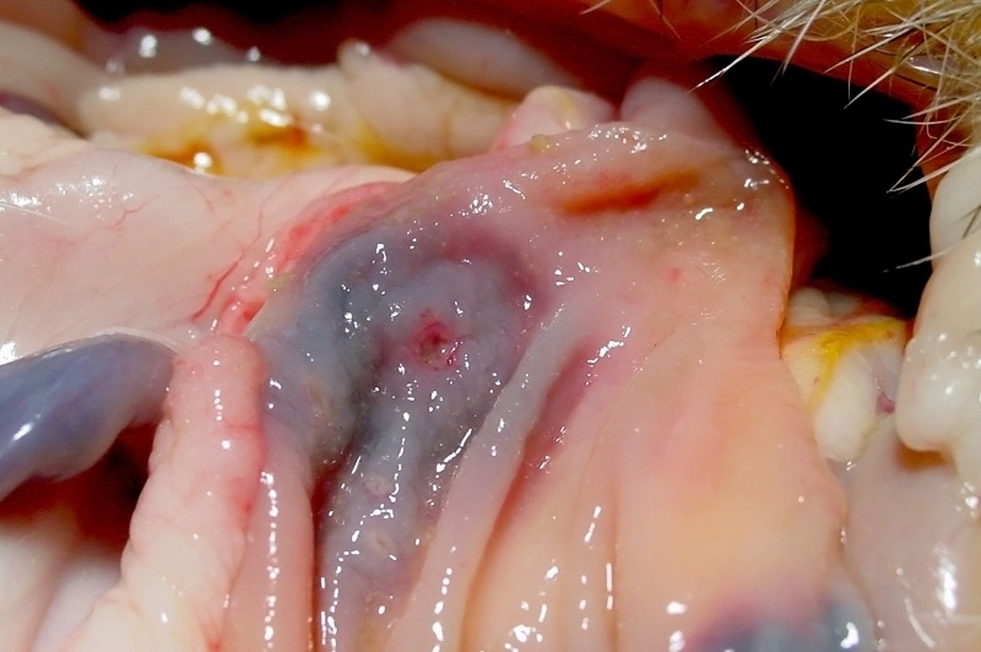 Gastric ulcer, ferret