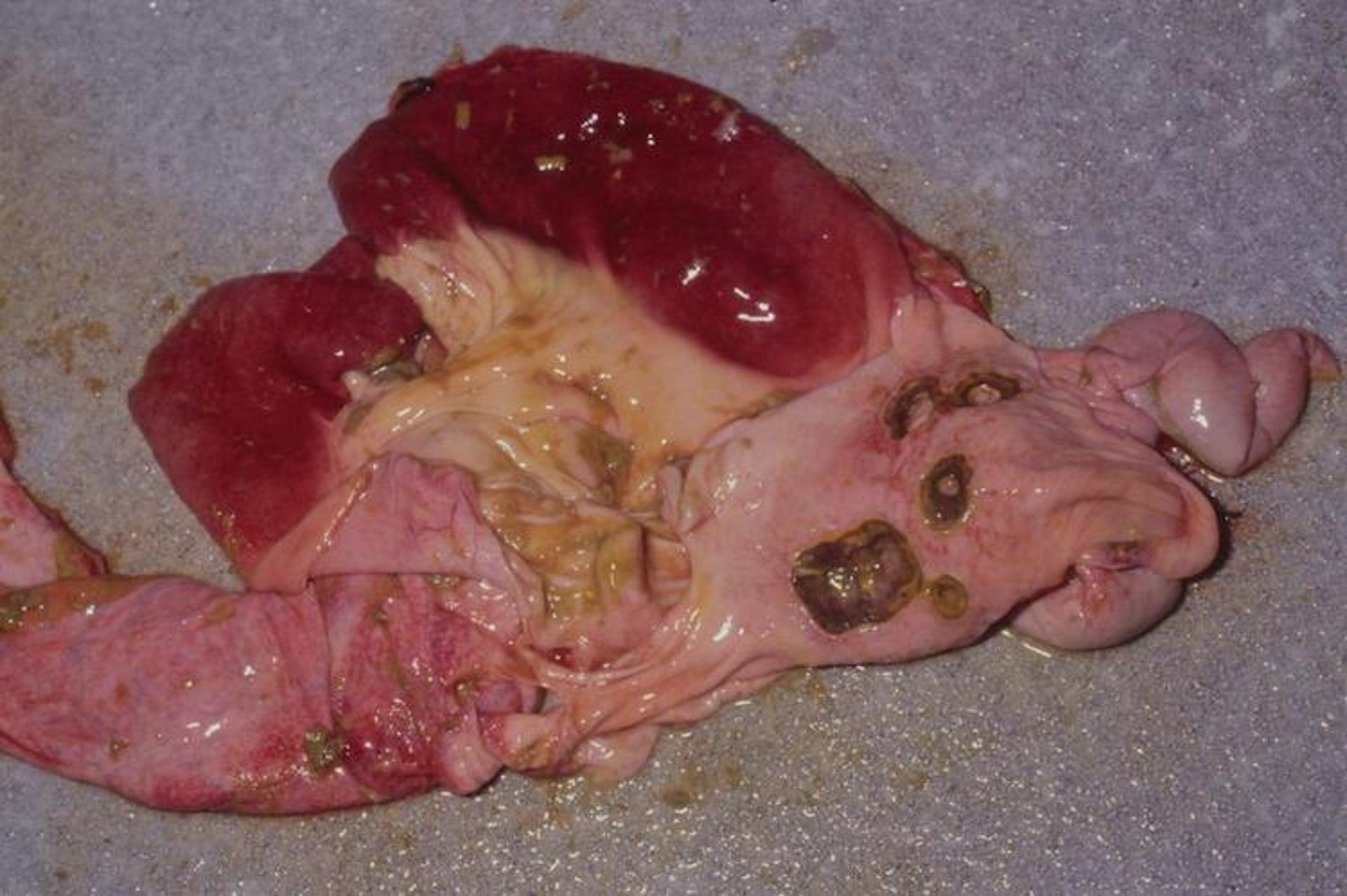 Gastric ulcers, llama
