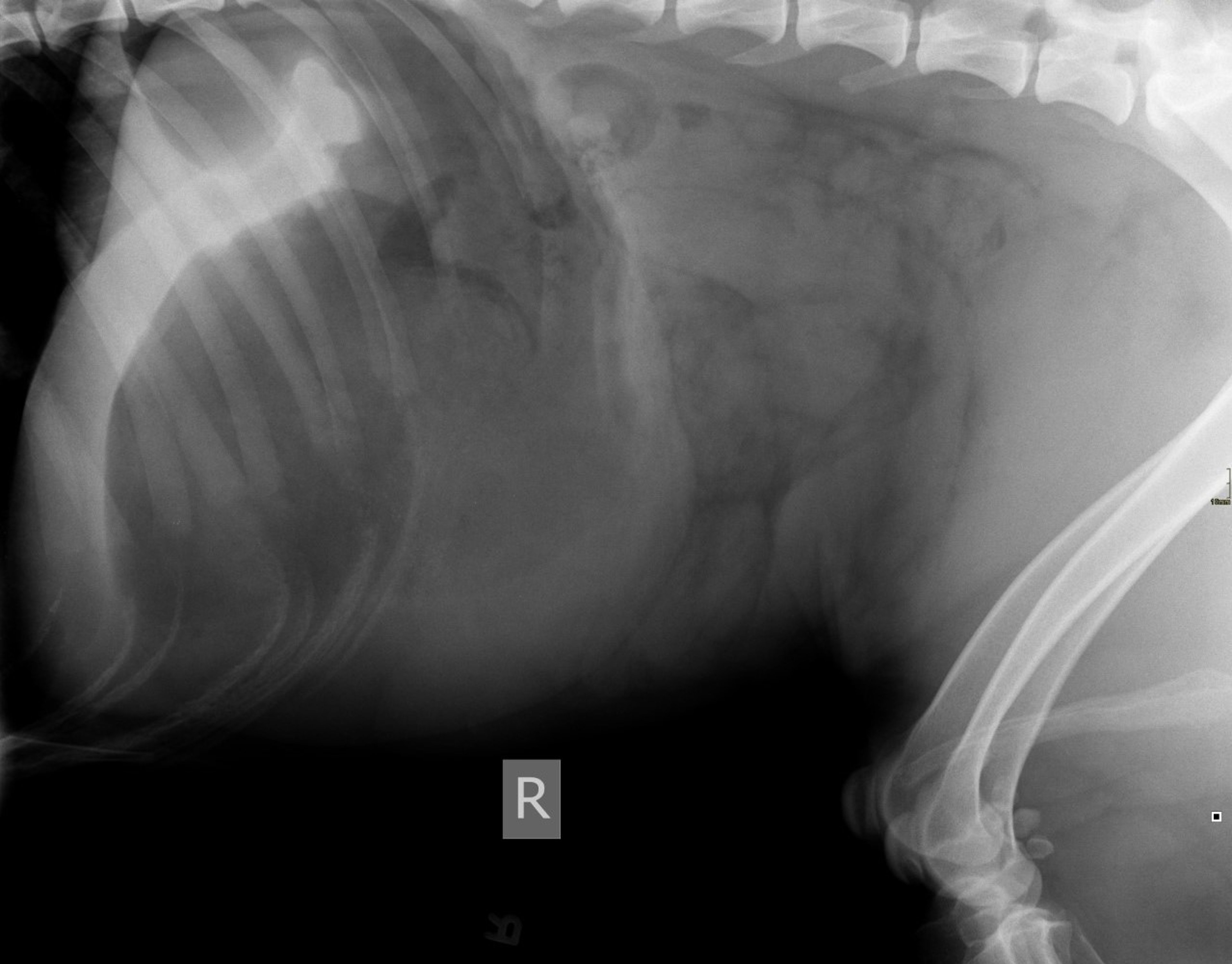 Gastric dilation and volvulus, dog, lateral view