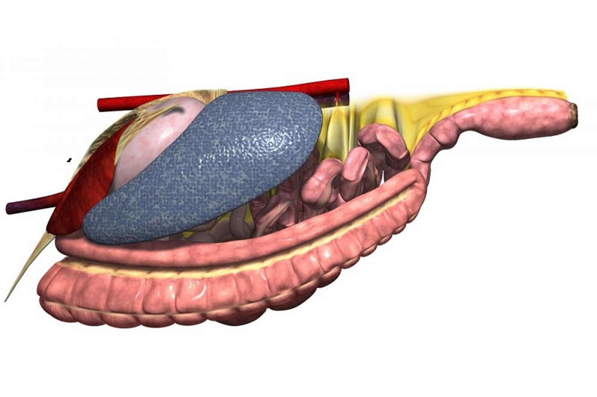 Gastrointestinal tract, left side, horse
