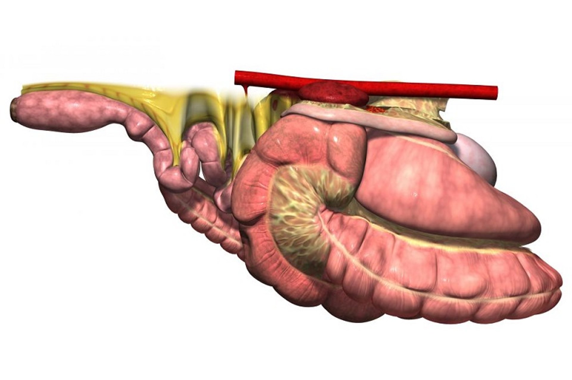 Gastrointestinal tract, right side, horse