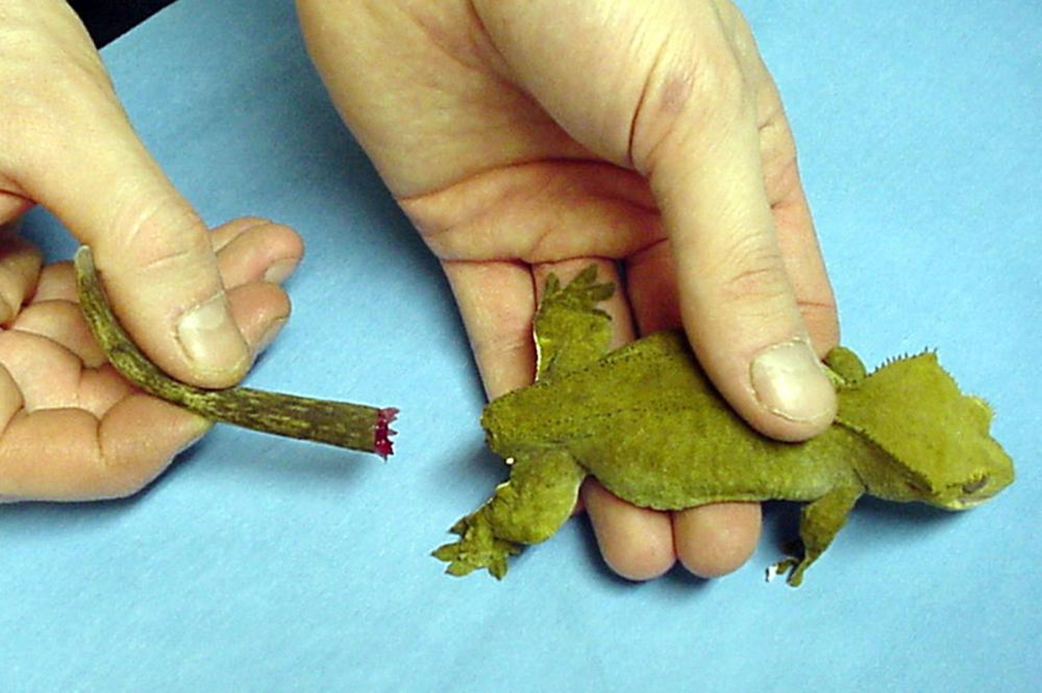 Tail autotomy, gecko