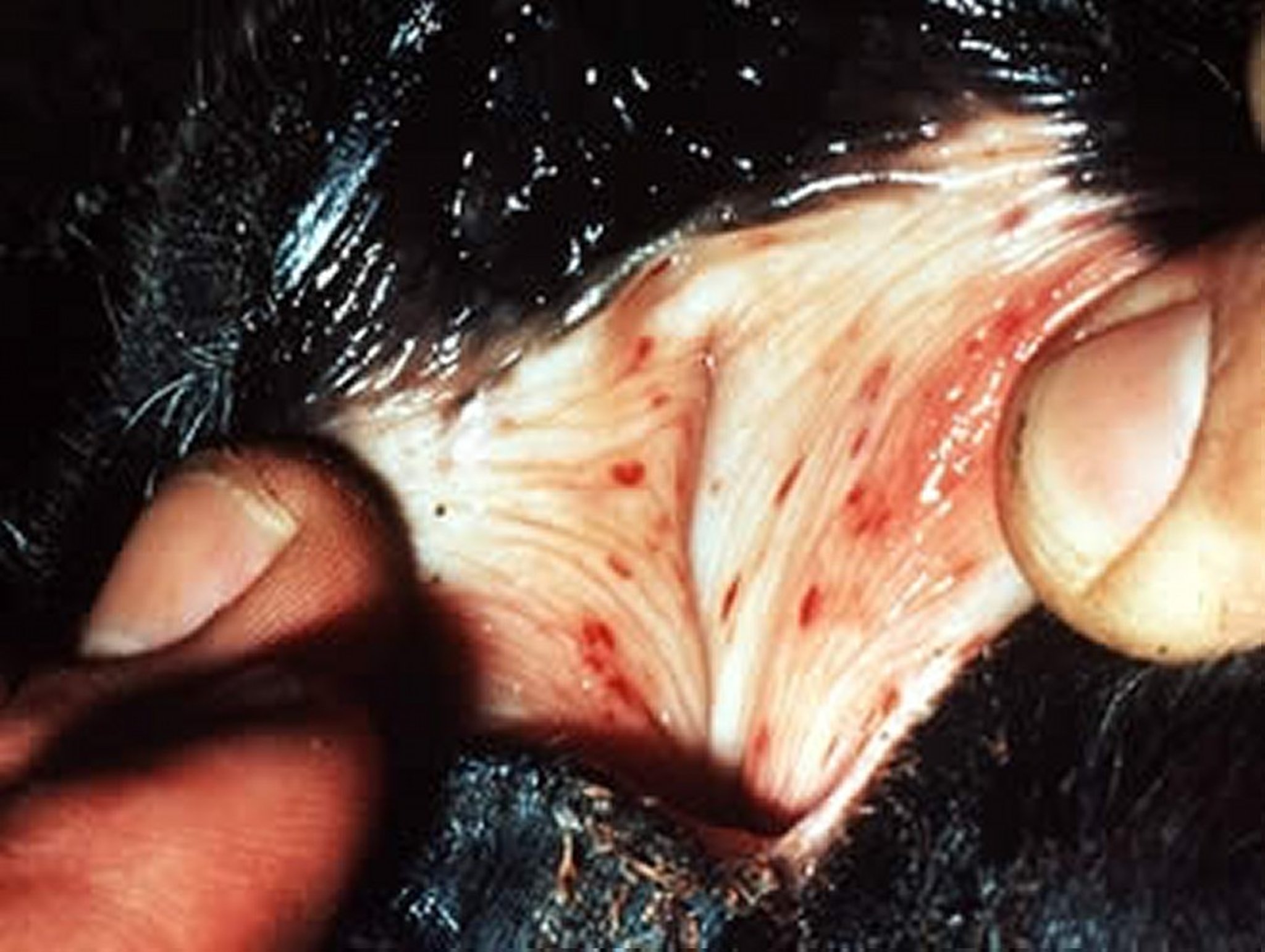 Equine infectious anemia, mucous membranes