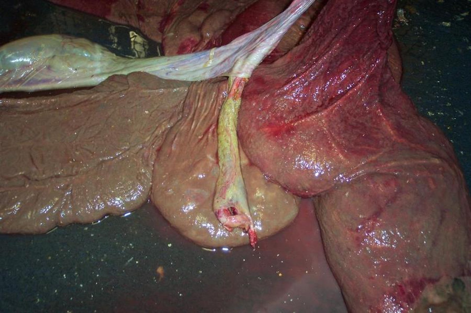 Generalized placentitis and funisitis, mare