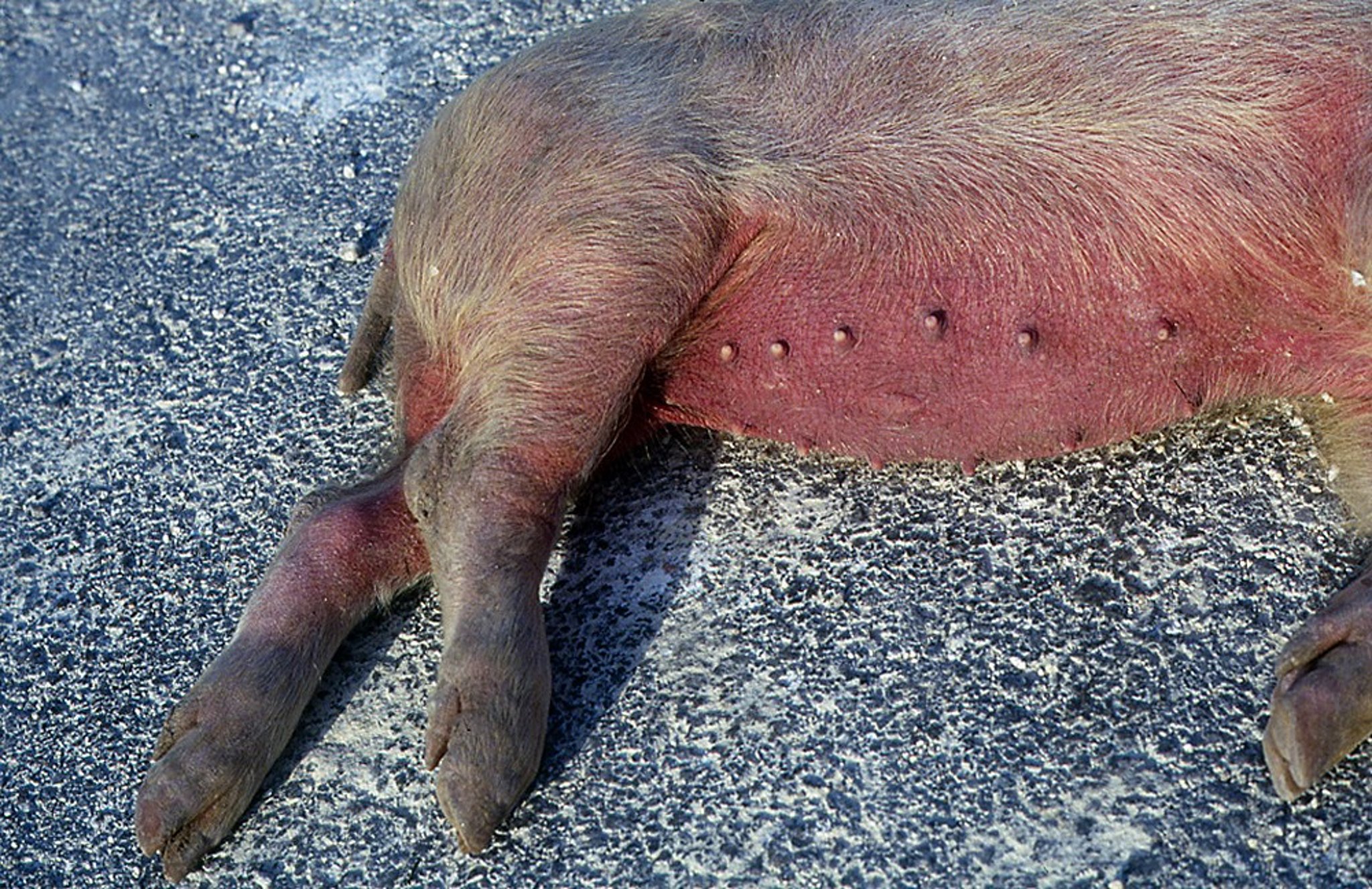 Hyperemia, abdomen and legs, pig
