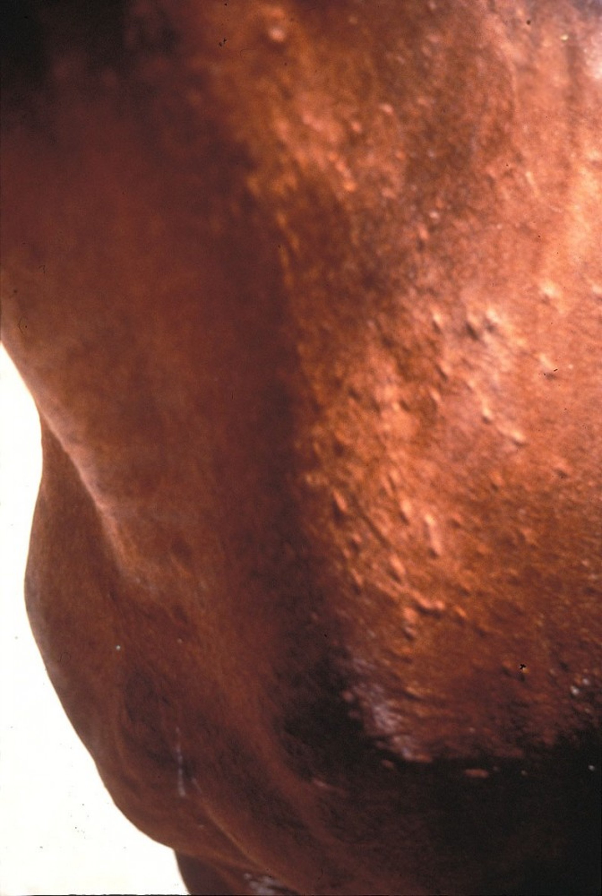 Equine viral arteritis, skin reaction