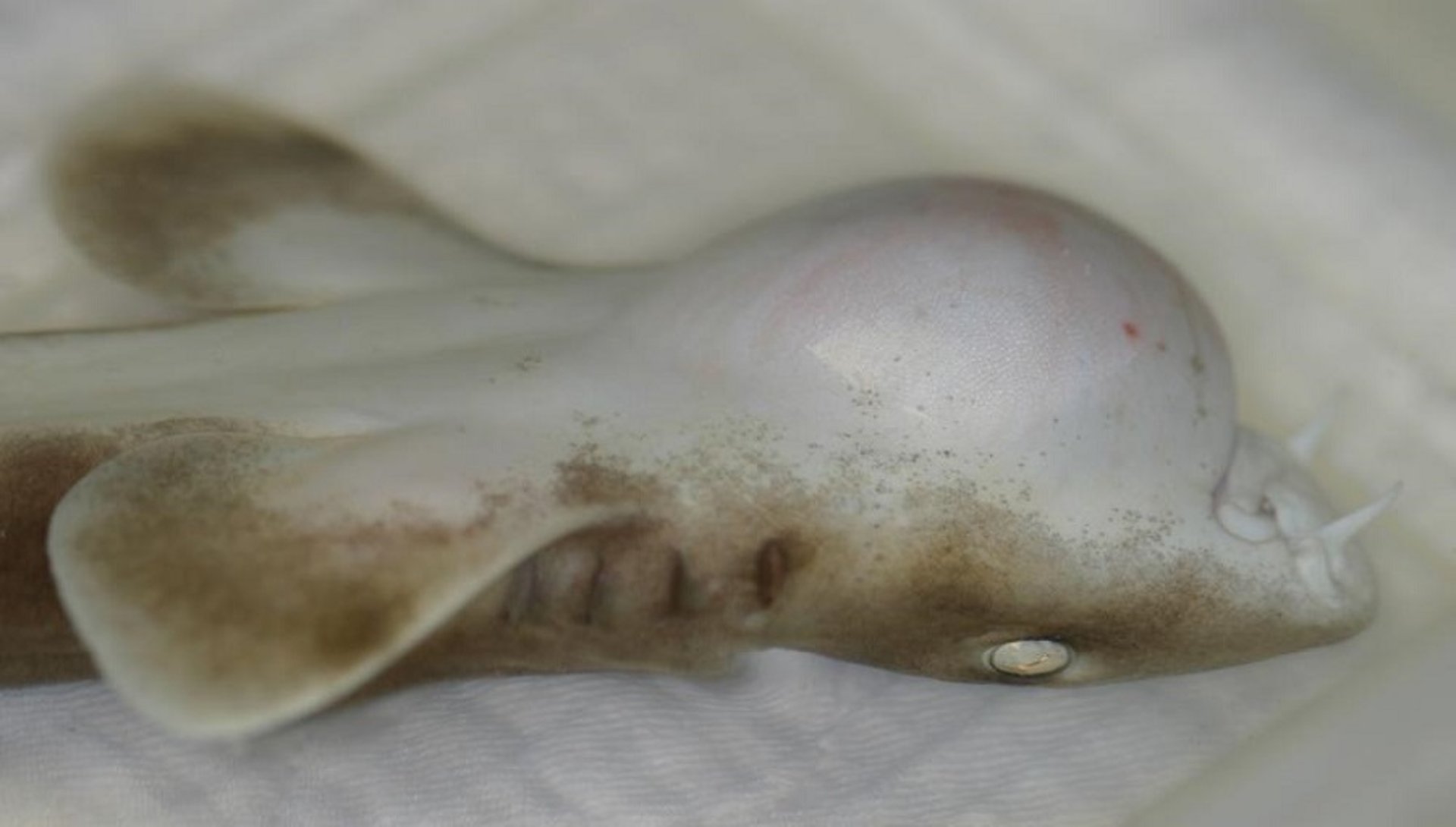 Goiter, shark
