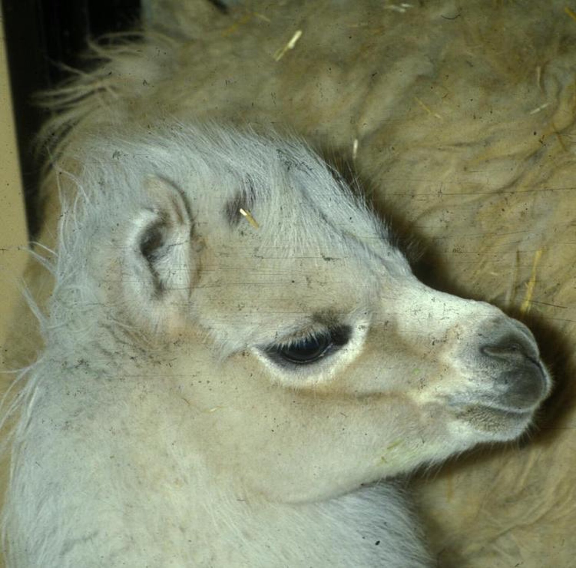 Gopher ears, llama