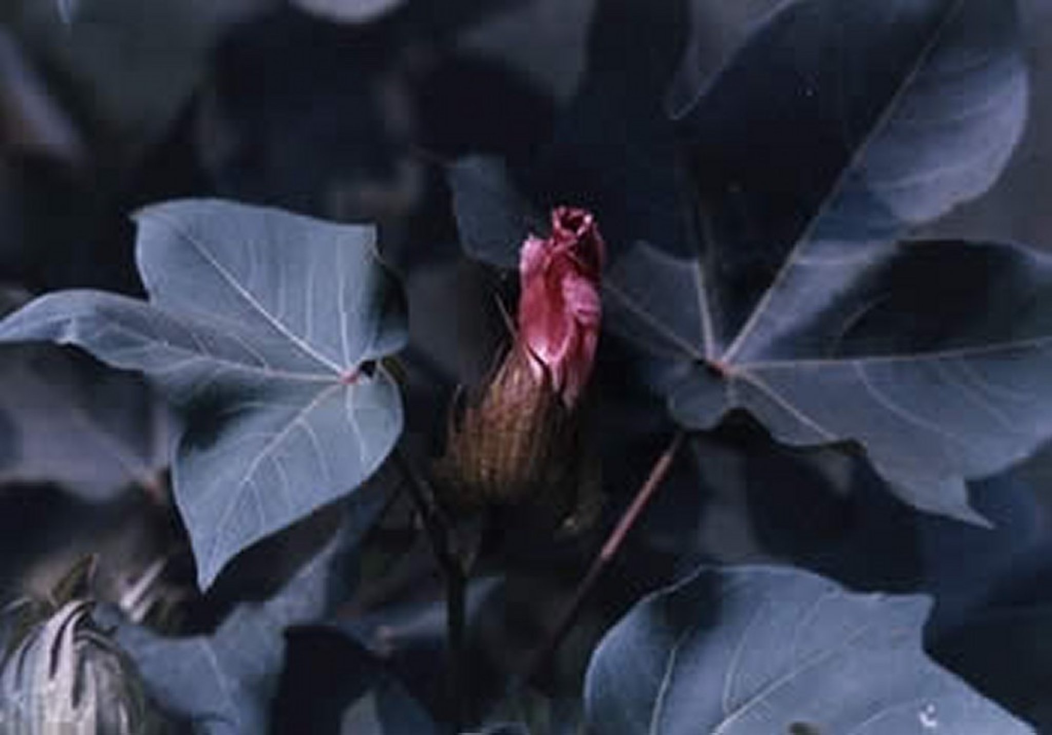 <i >Gossypium</i> spp, flowering