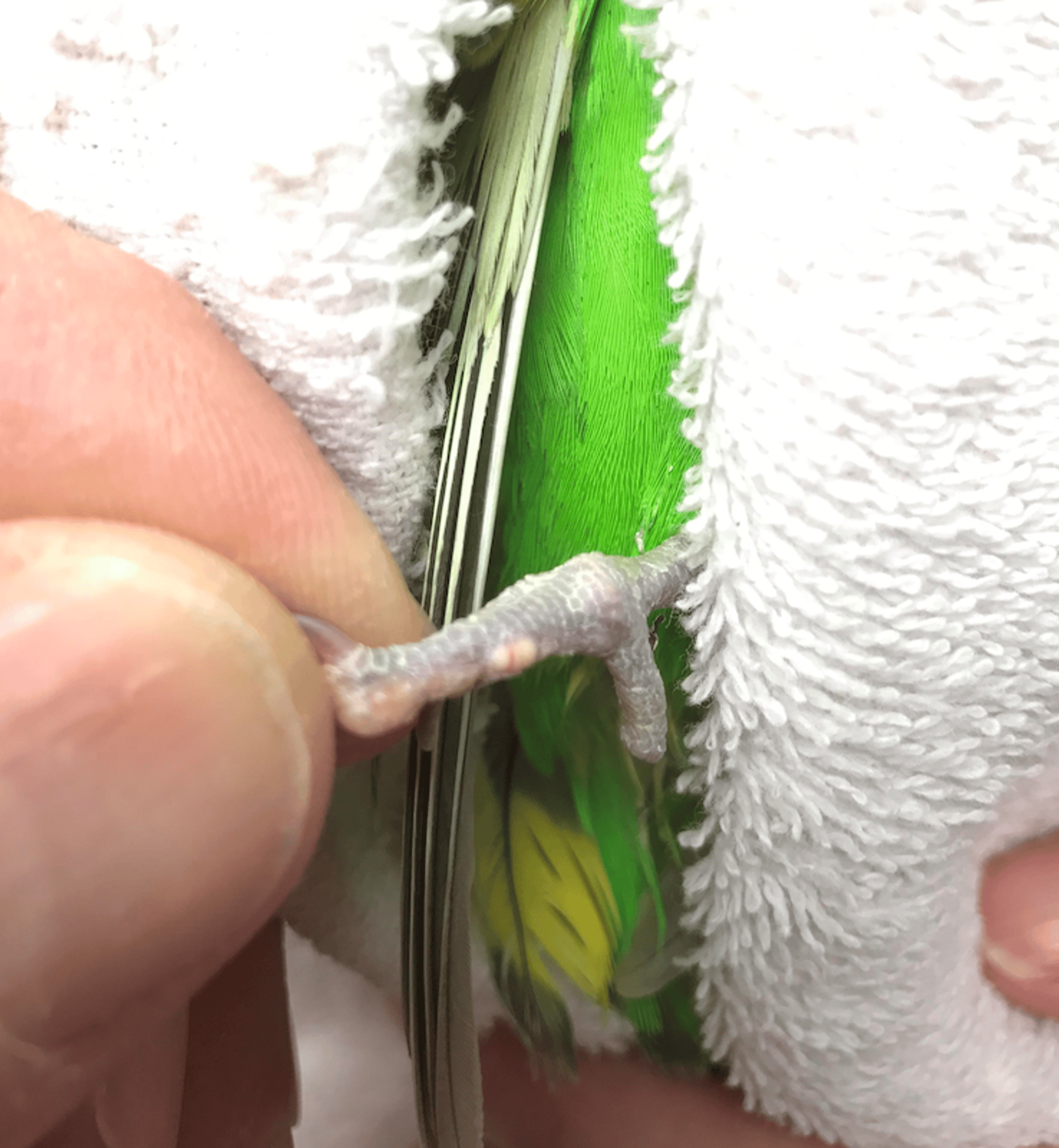 Gout, budgerigar