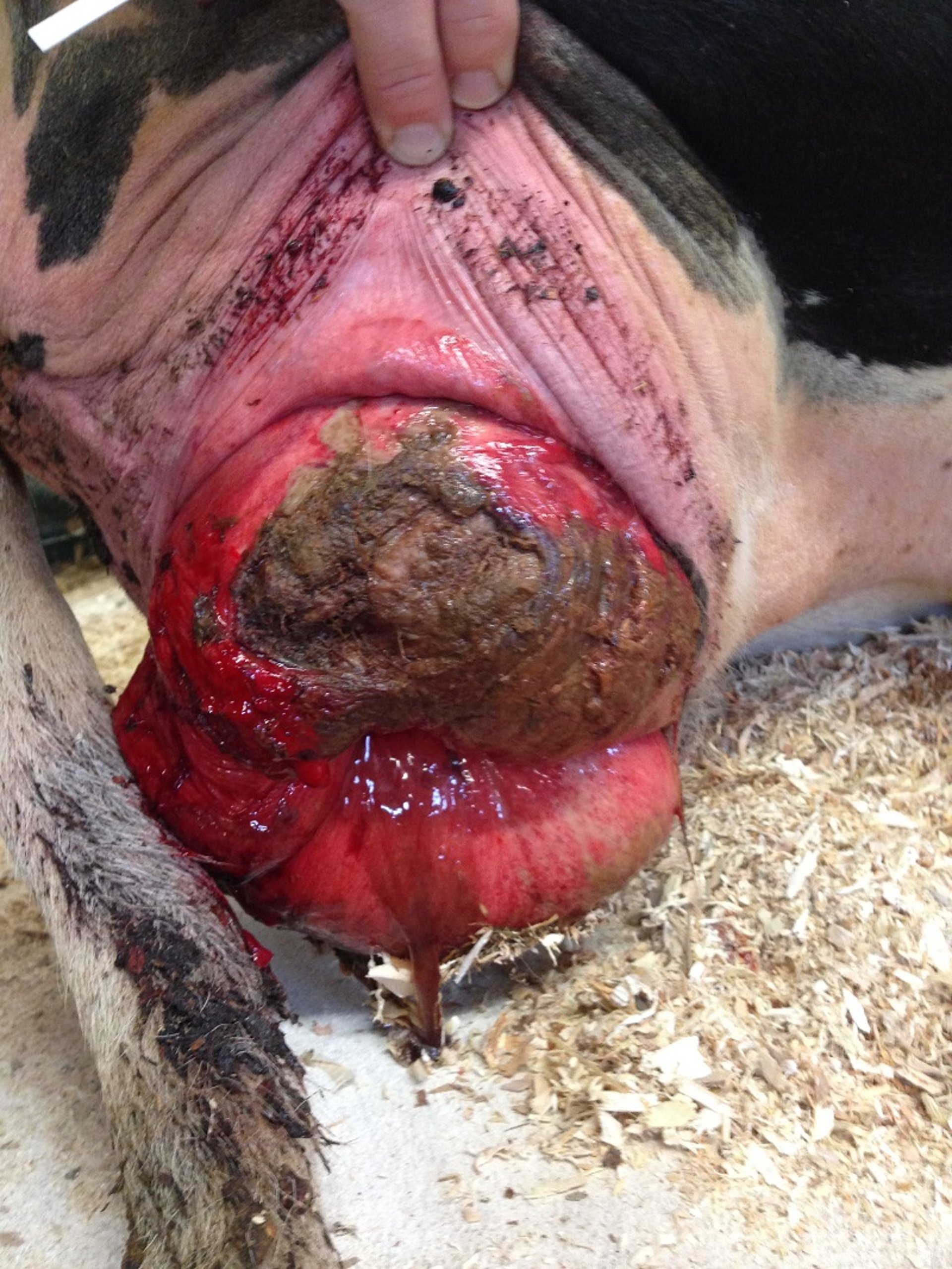 Grade IV vaginal prolapse, dairy cow