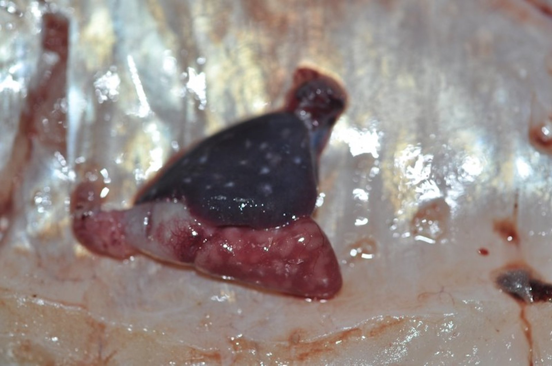 Granulomas caused by <i >Edwardsiella piscicida</i>, heart, largemouth bass