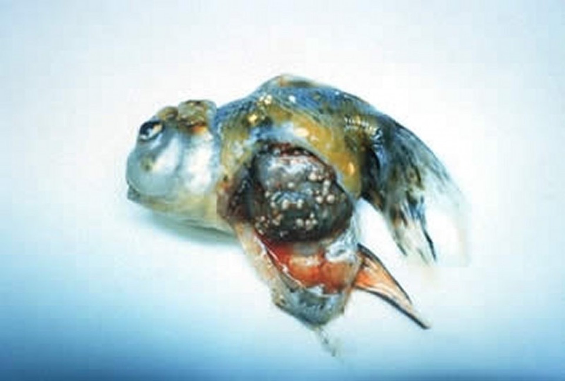 Granulomatous lesions typical of <i >Mycobacterium</i>, goldfish