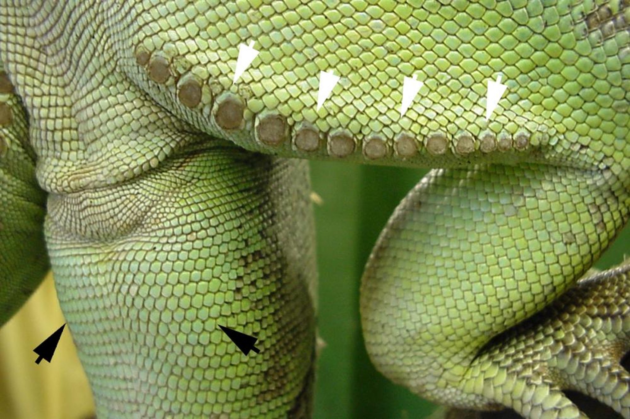 Iguana, adult male