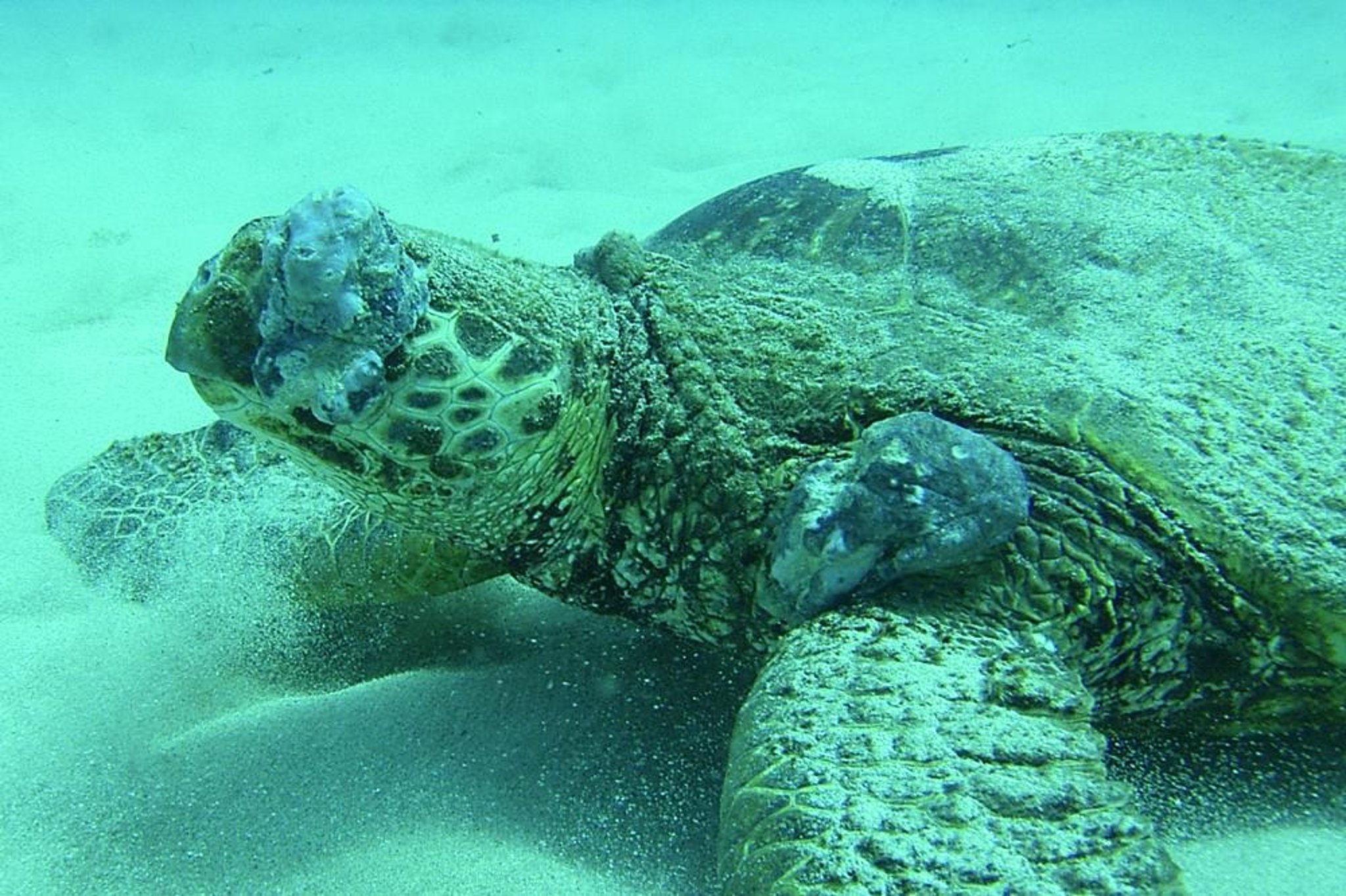 Fibropapillomatosis, green sea turtle