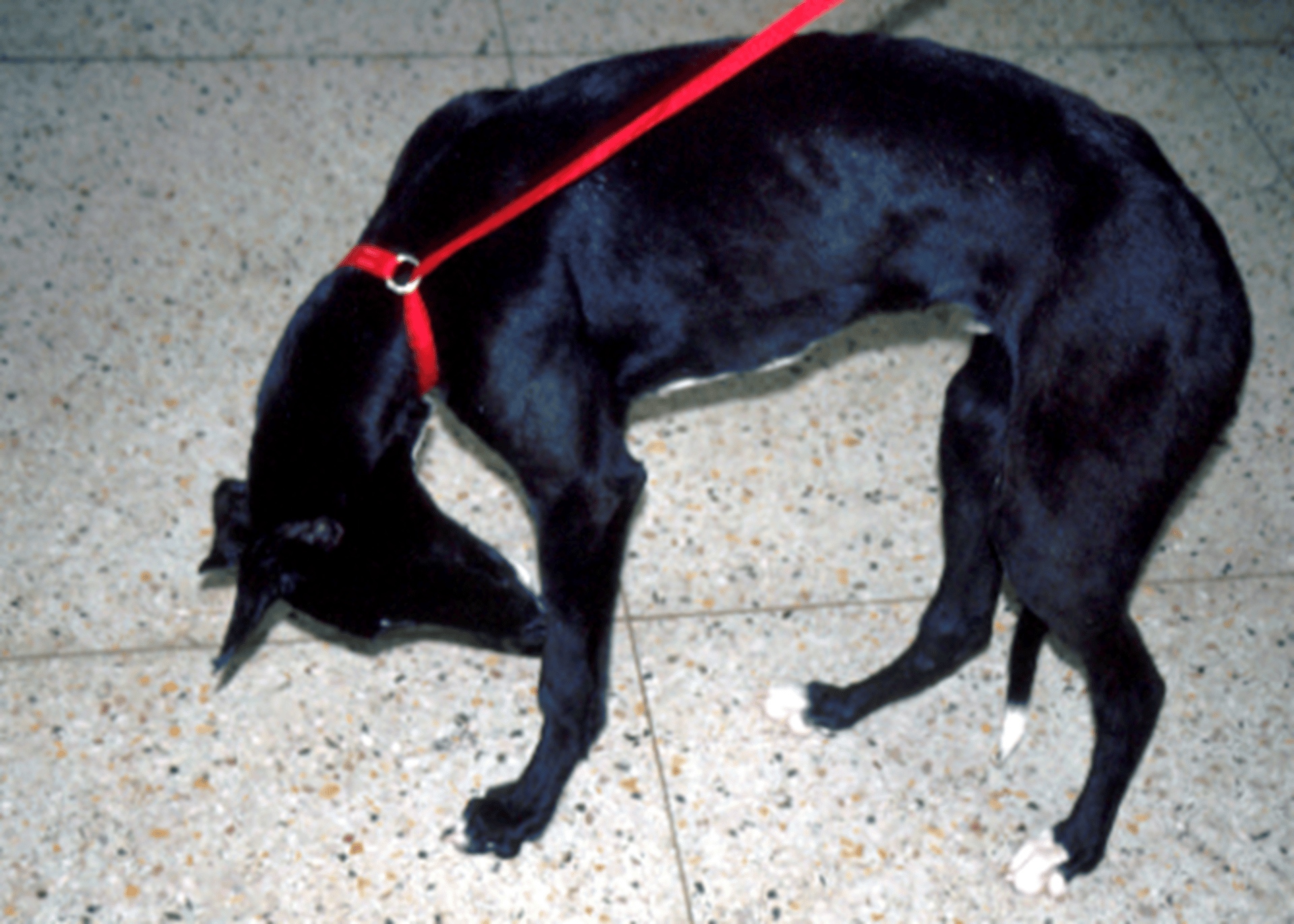 Meningoencefalitis, galgo