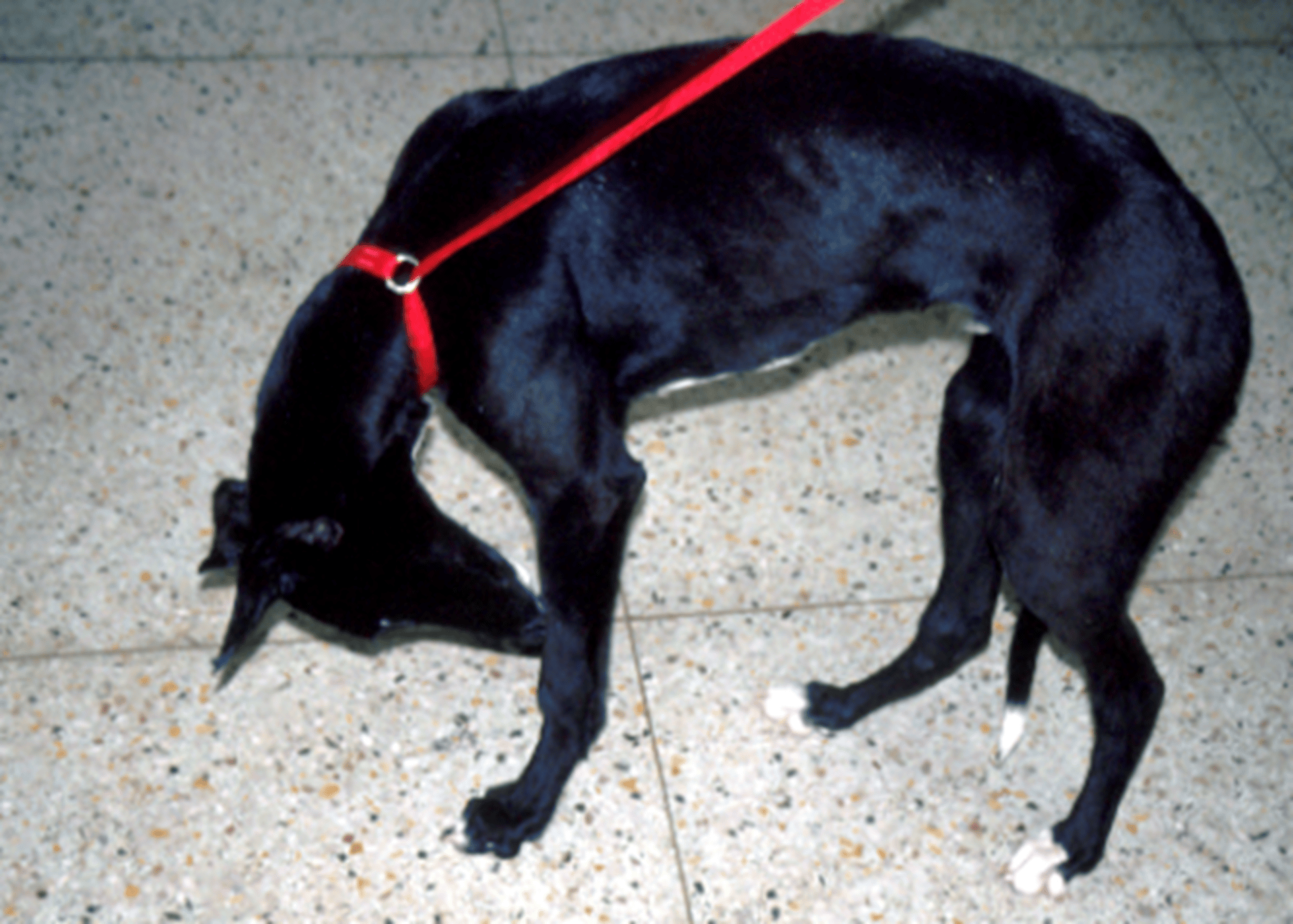 Meningoencefalite, Galgo inglês