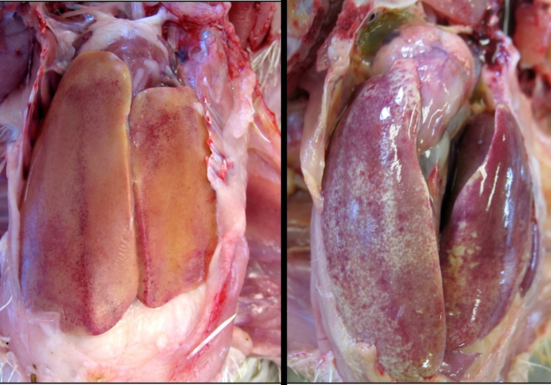 Gross hepatic lesions, IBH and HHS