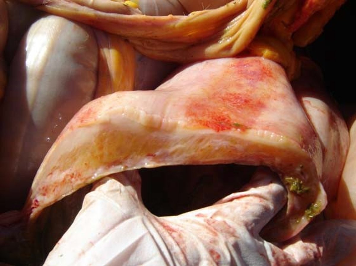 Phenylbutazone toxicity, horse