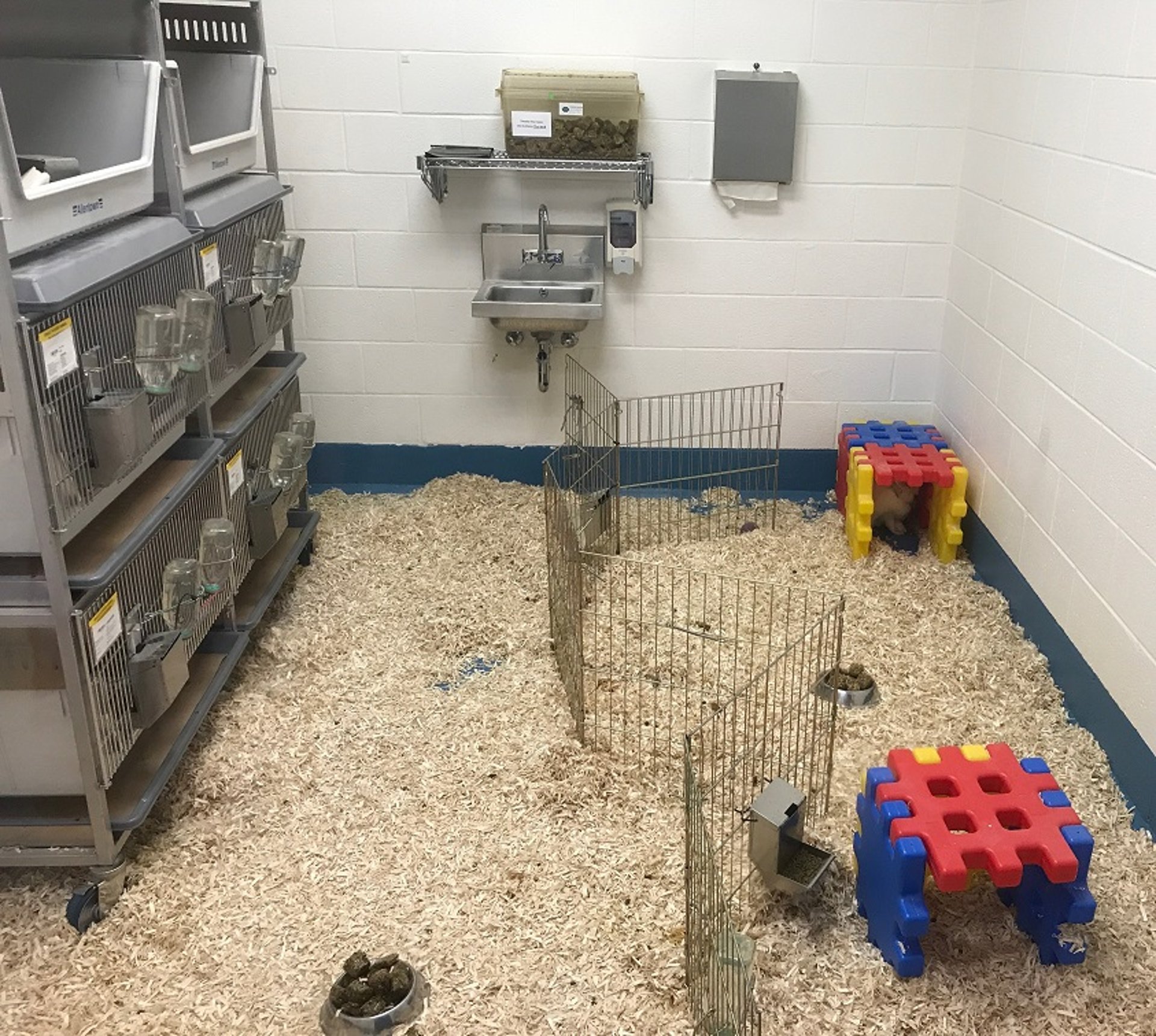 Group housing of rabbits in a research facility