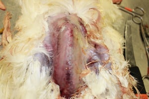 Gangrenous dermatitis, hen