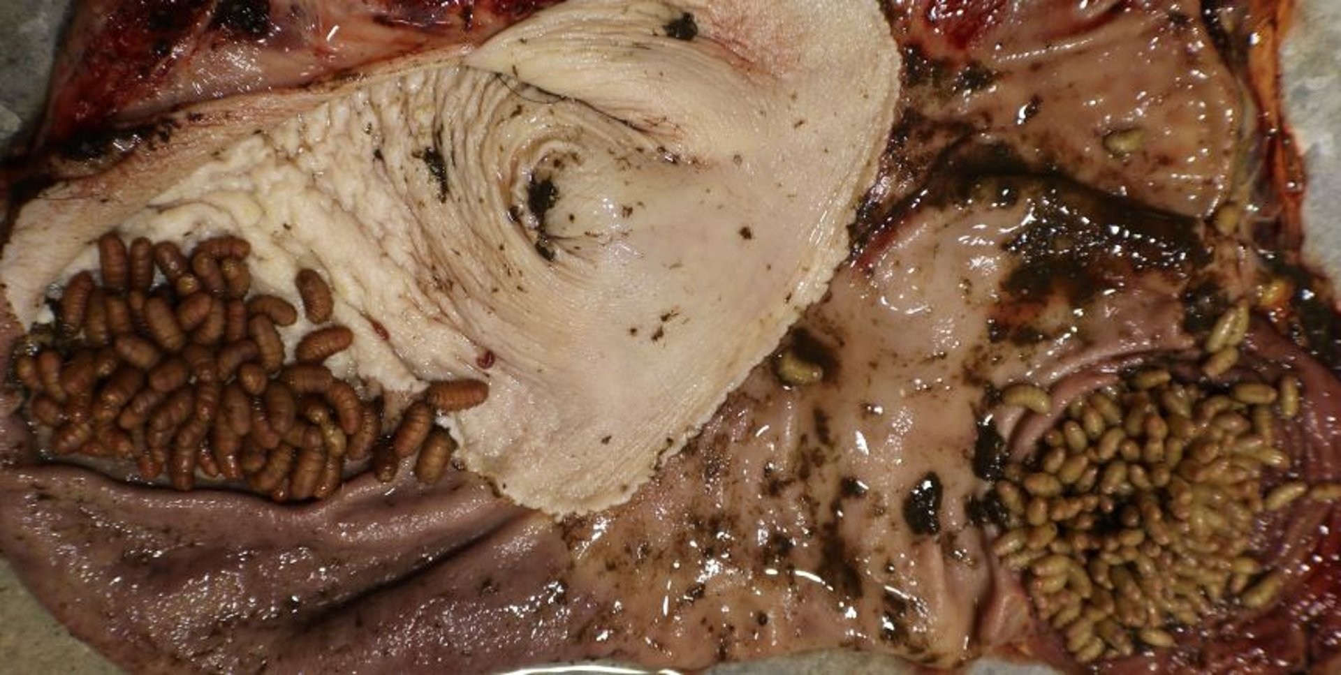 <i >Gasterophilus</i> spp, third instars (bots)