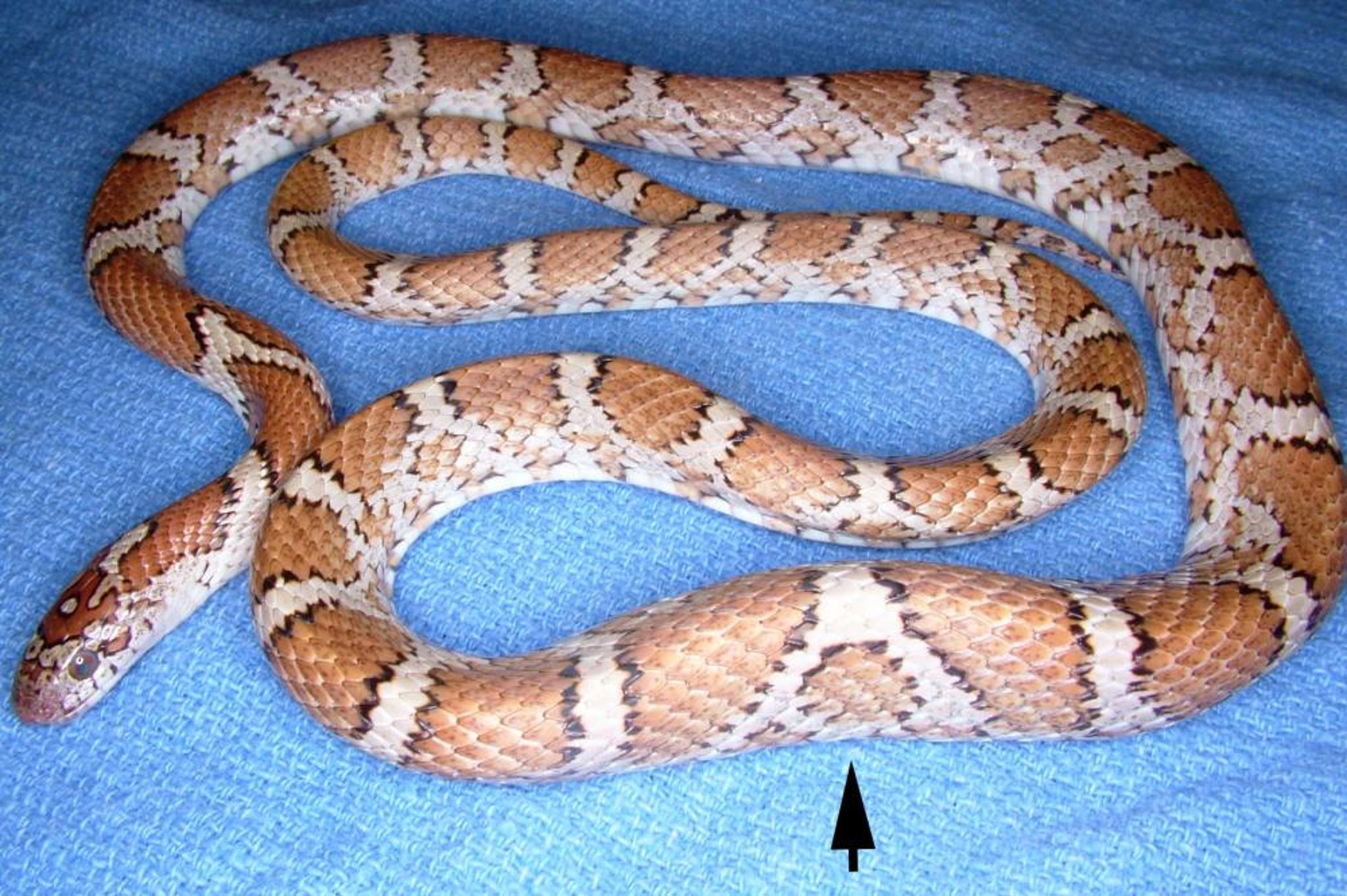 Criptosporidiosis, serpiente del maíz