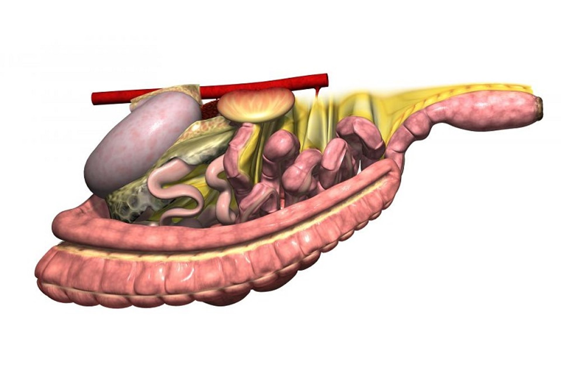 Tracto gastrointestinal, órganos eliminados, lado izquierdo, caballo
