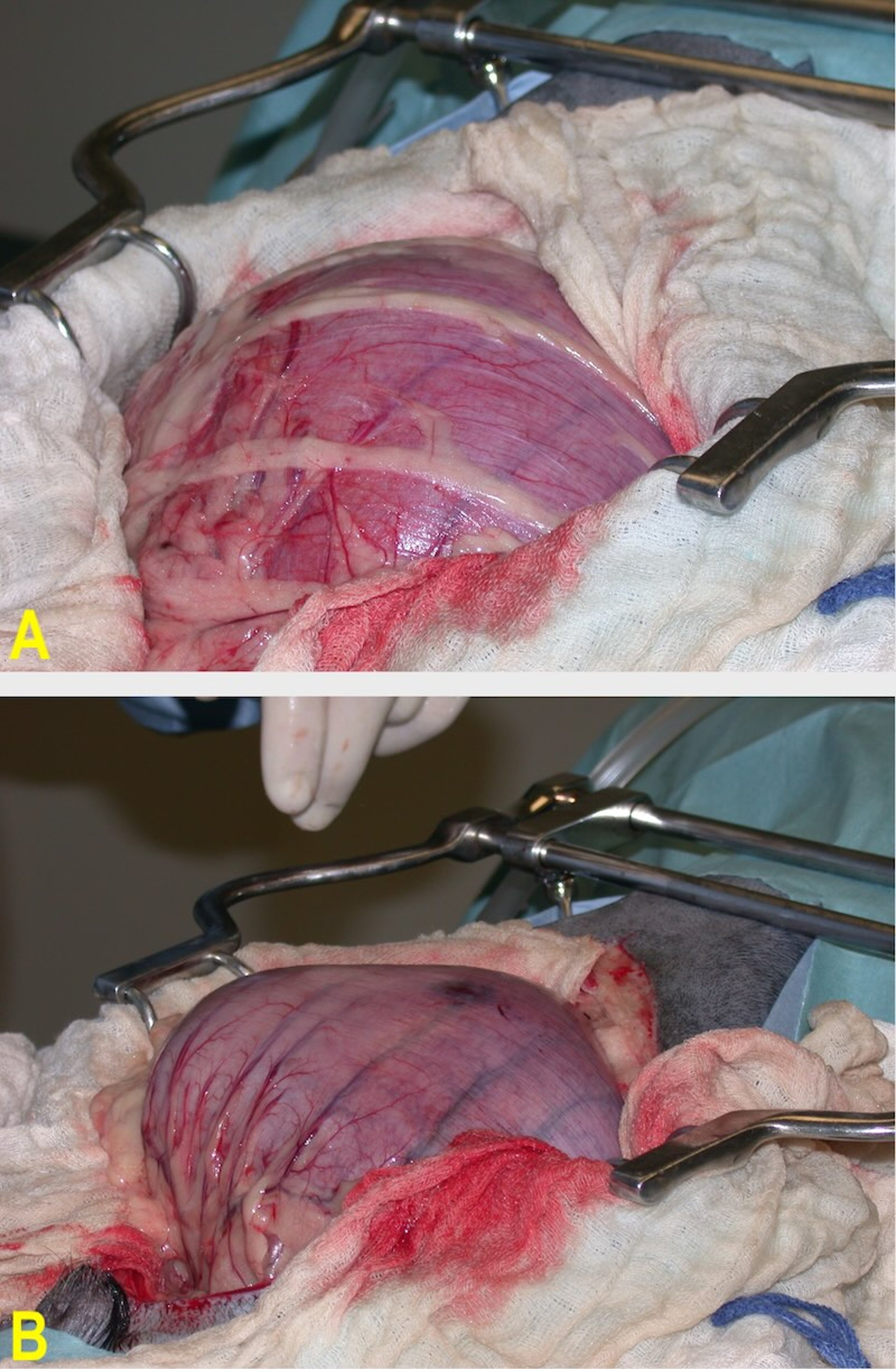 Gastric dilation and volvulus, intraoperative view, dog