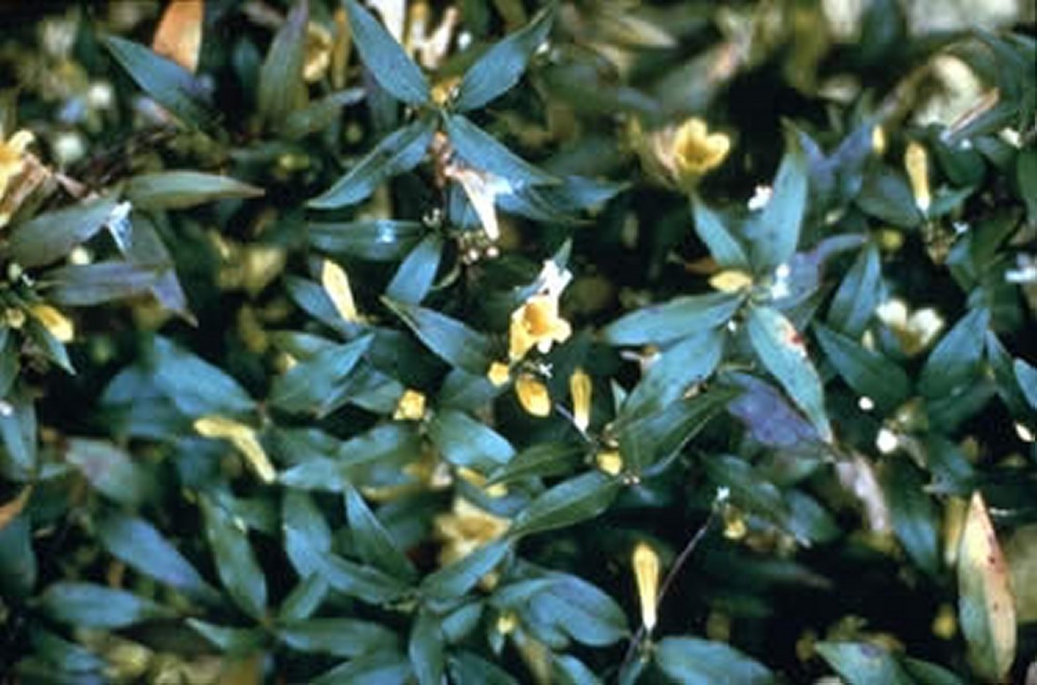 <i >Gelsemium sempervirens</i> (Yellow Jessamine, Evening Trumpet Flower, Carolina Jessamine), flowering vine