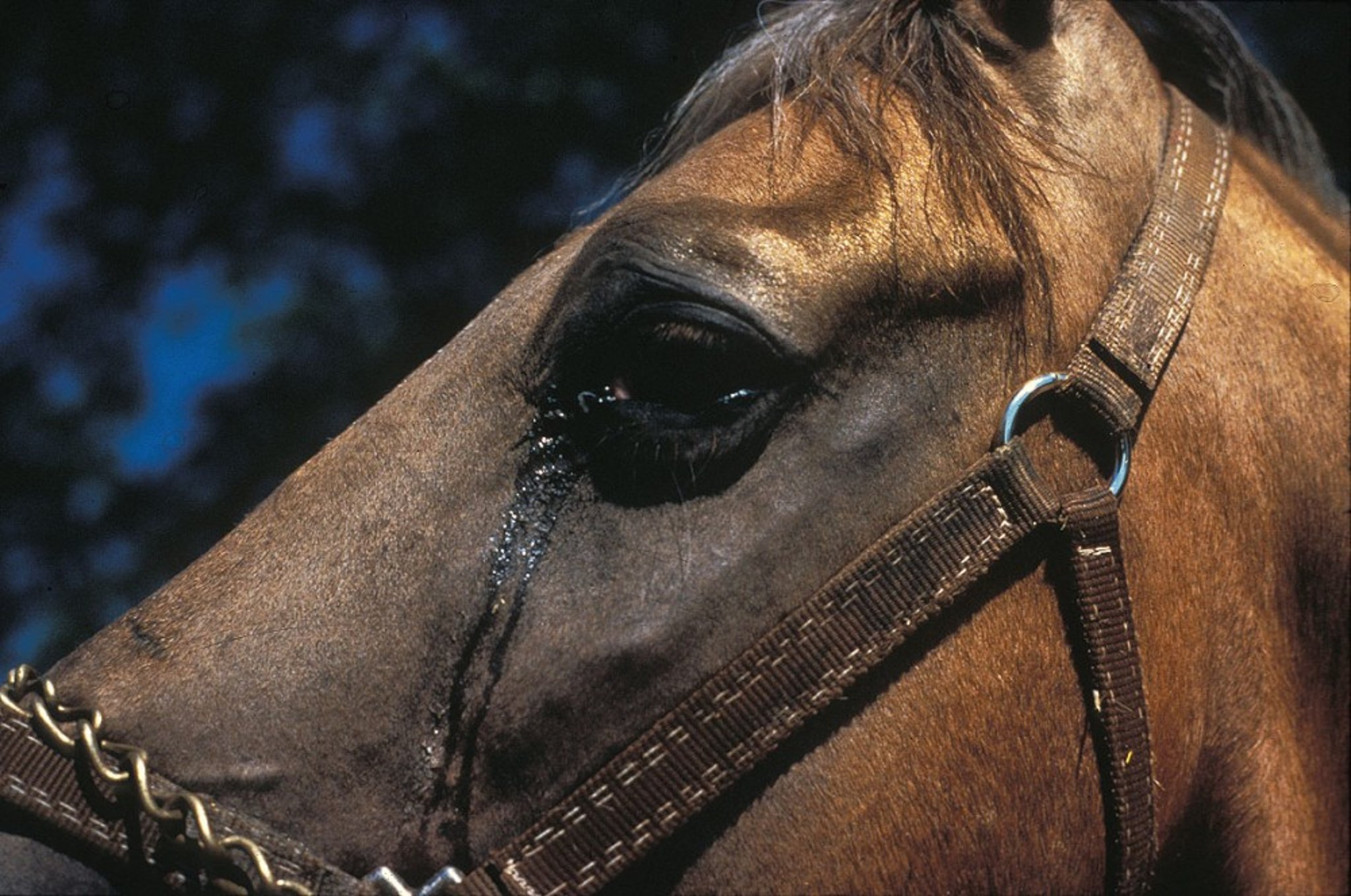 Arteritis vírica equina, lagrimeo