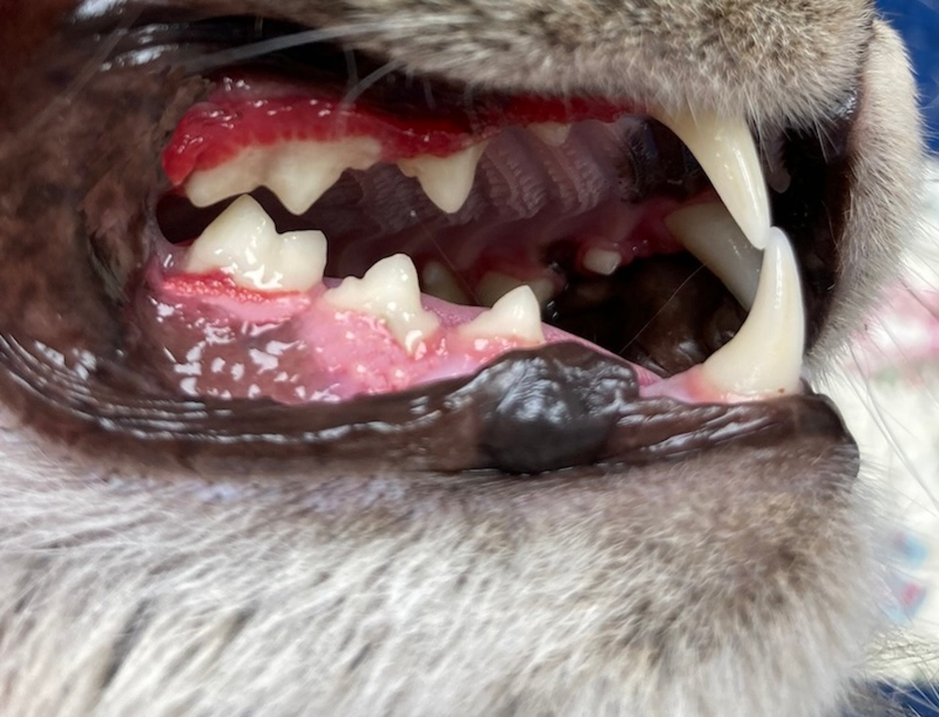 Gingivitis, gato