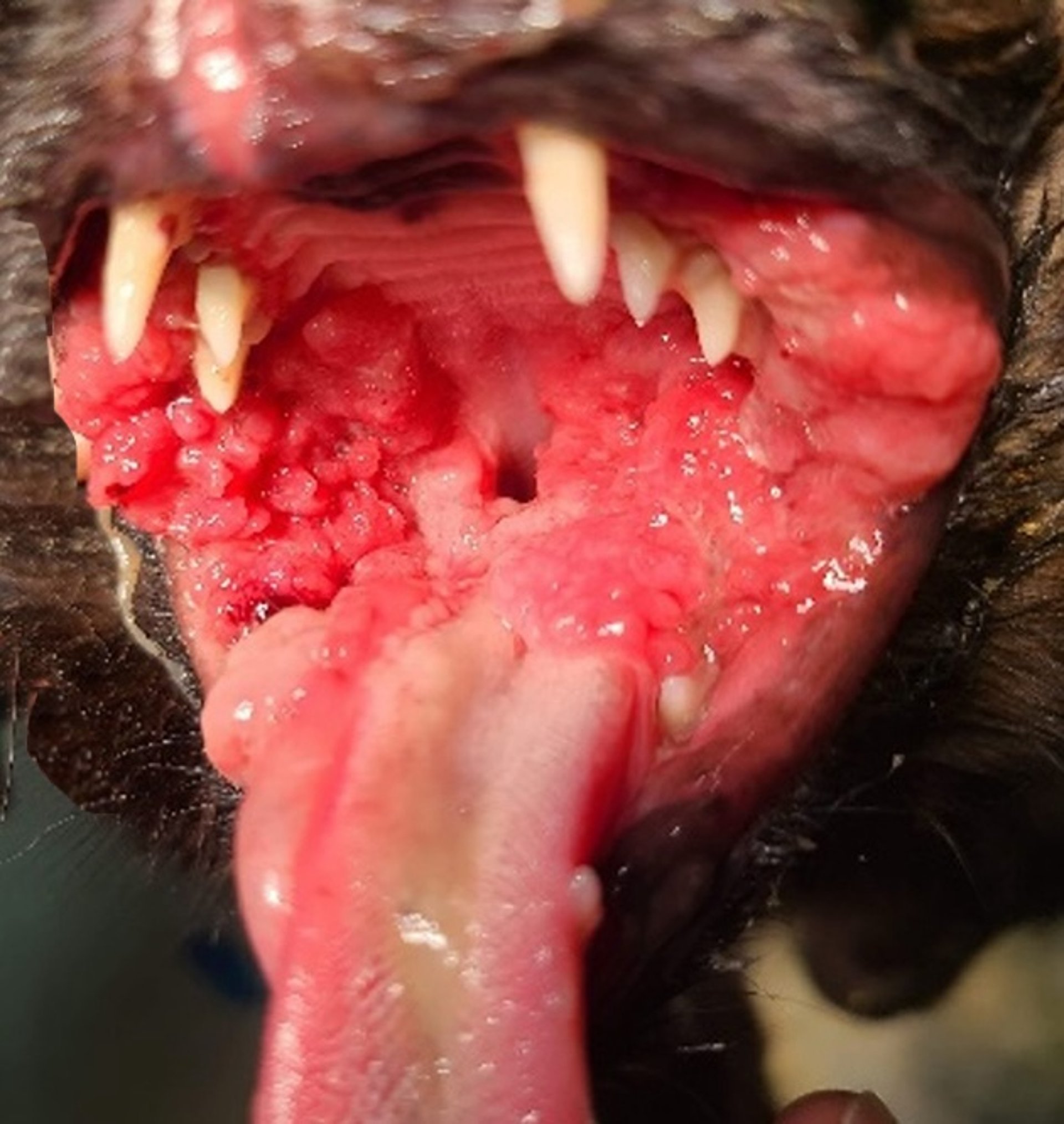 Gingivoestomatitis, gato
