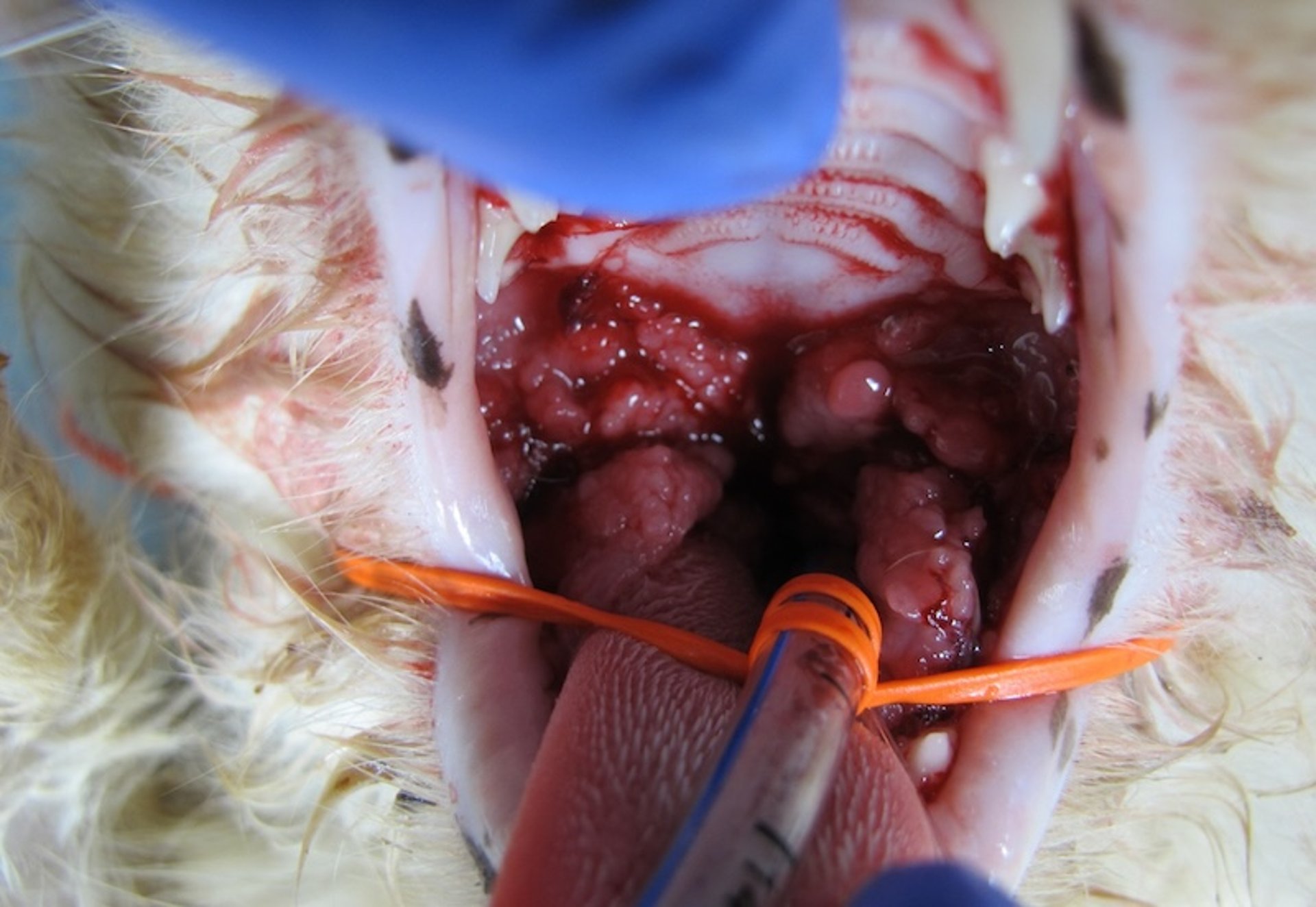 Gingivostomatitis, caudal aspect, cat