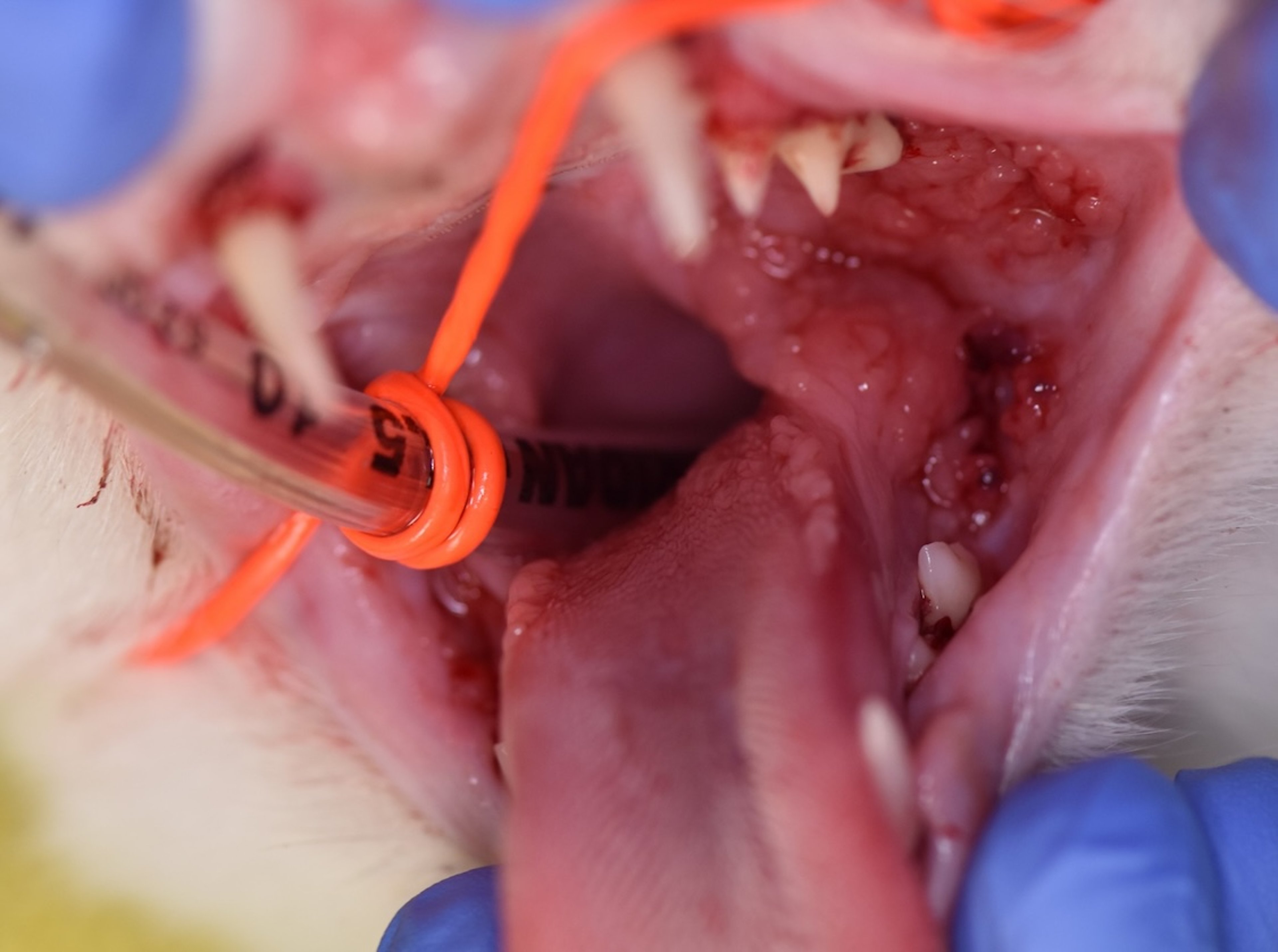 Gingivoestomatitis, inflamación, gato