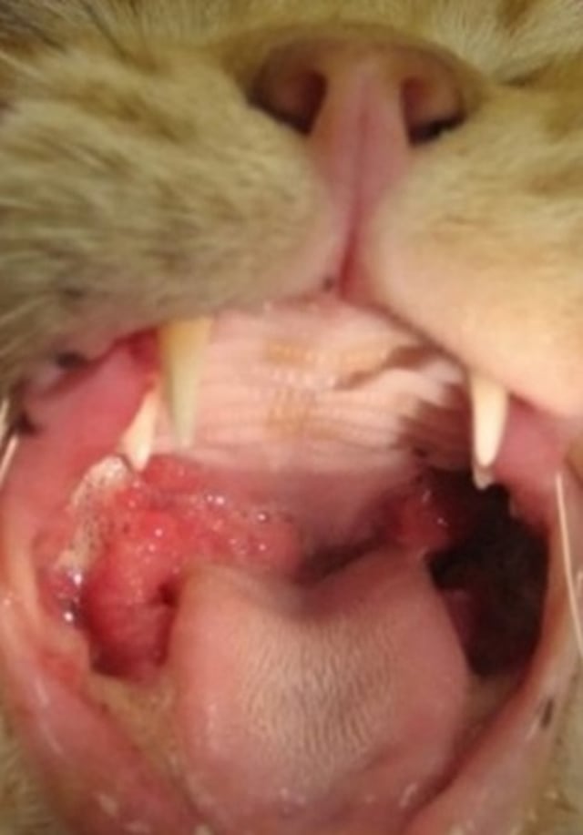 Gingivoestomatitis, secreción oral, gato