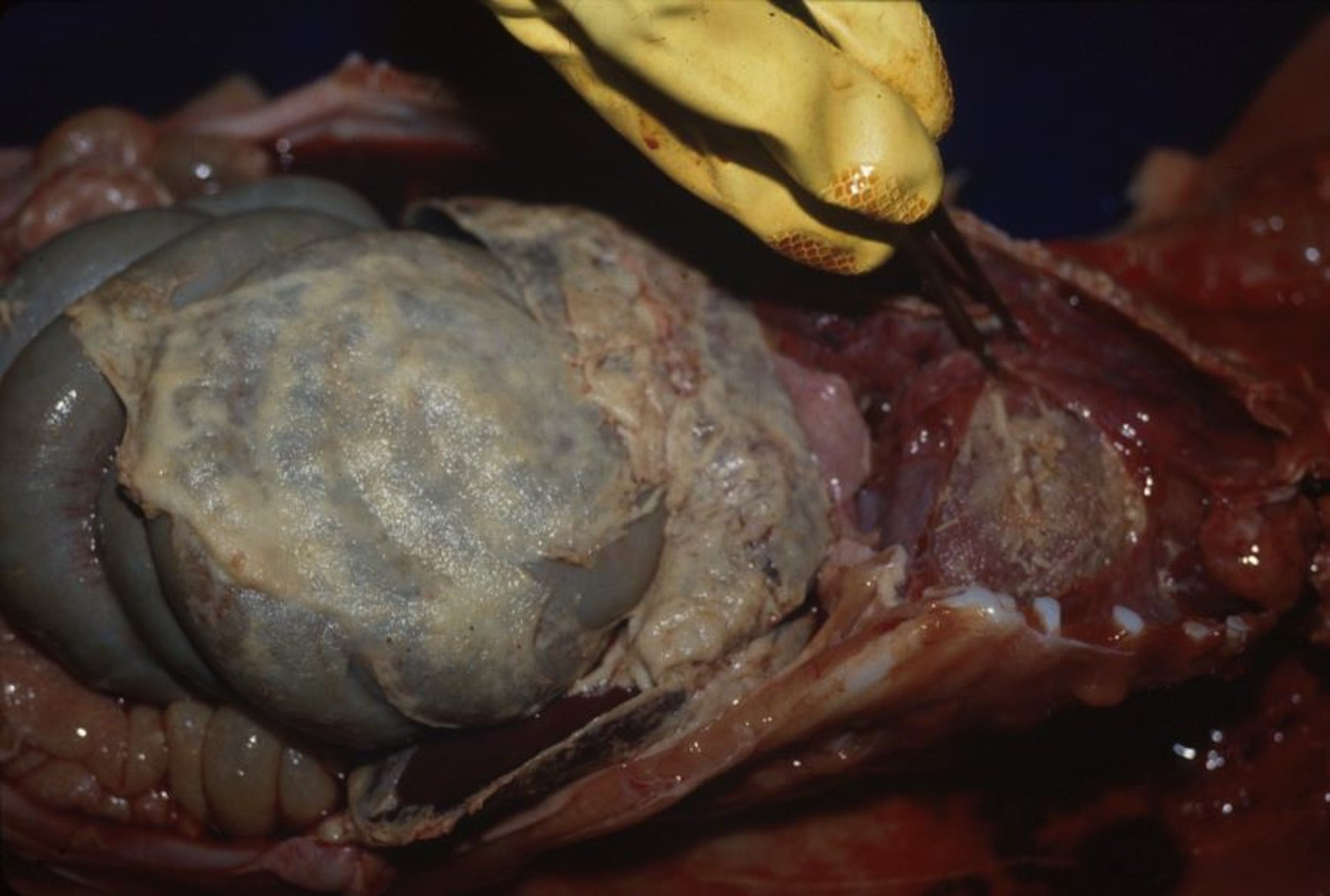 Glässer disease, fibrinous polyserositis, pig