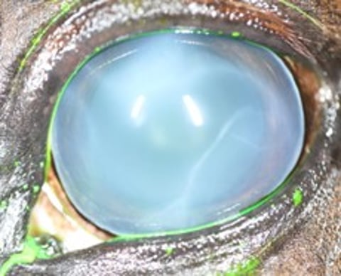 Glaucoma, caballo