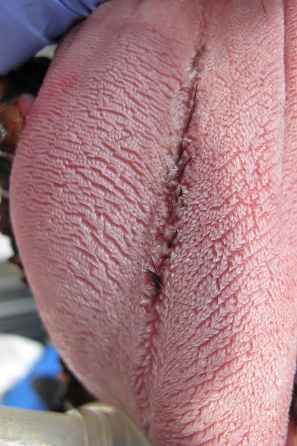 Glositis, cuerpo extraño, perro