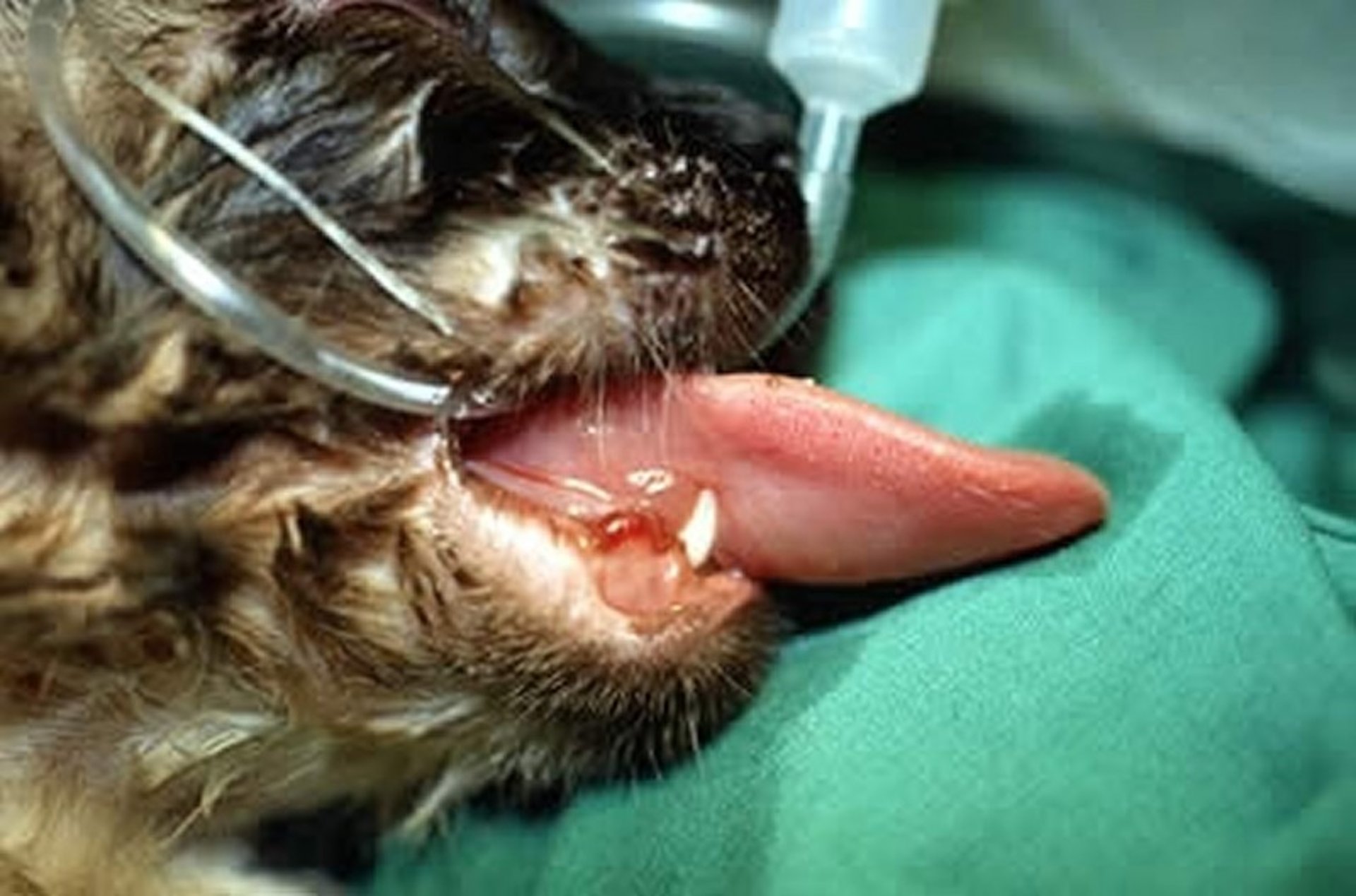Glositis con edema grave, gato