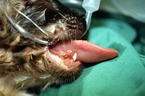 Glositis con edema grave, gato