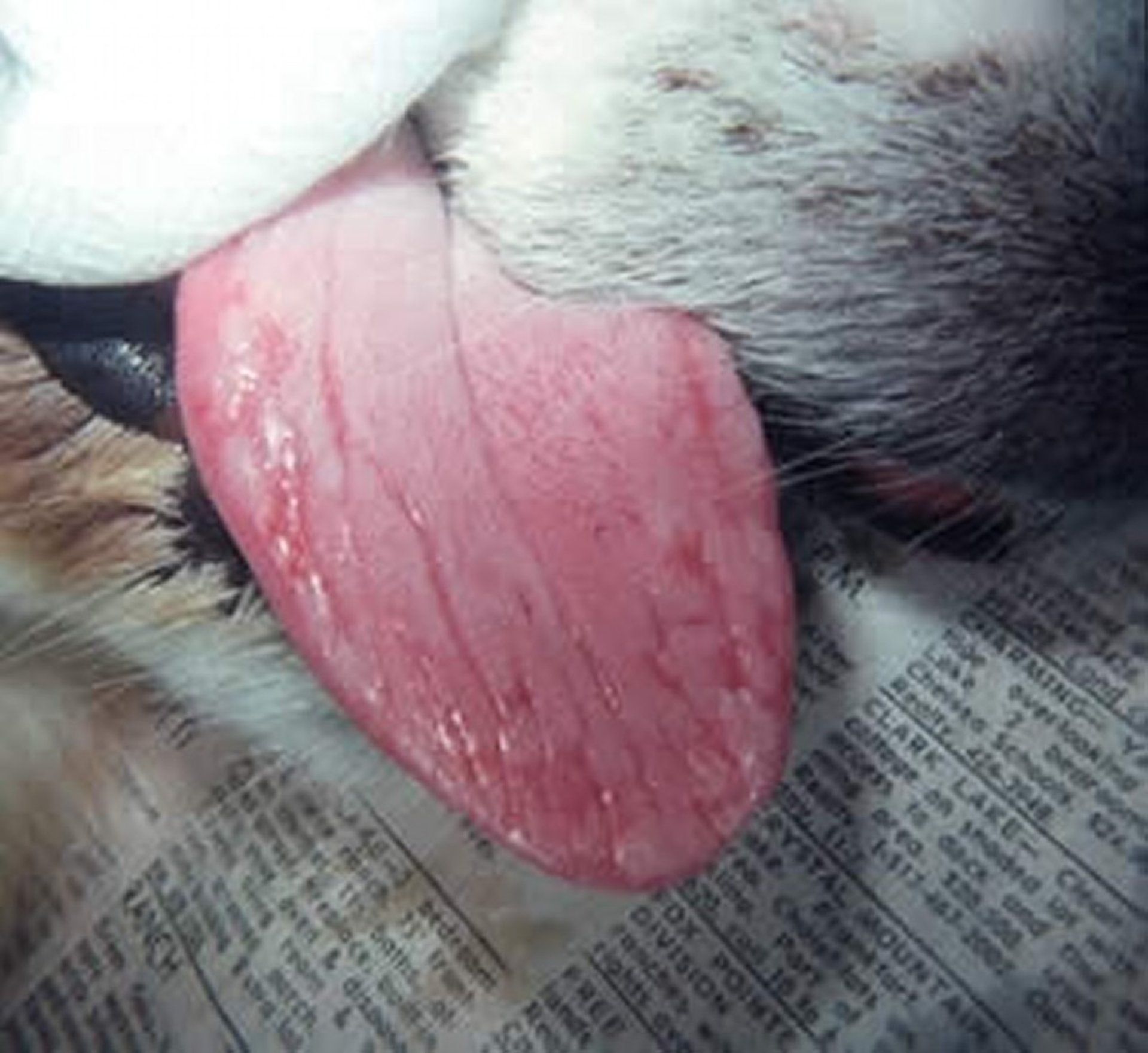 Glossite, superfície da língua, cão